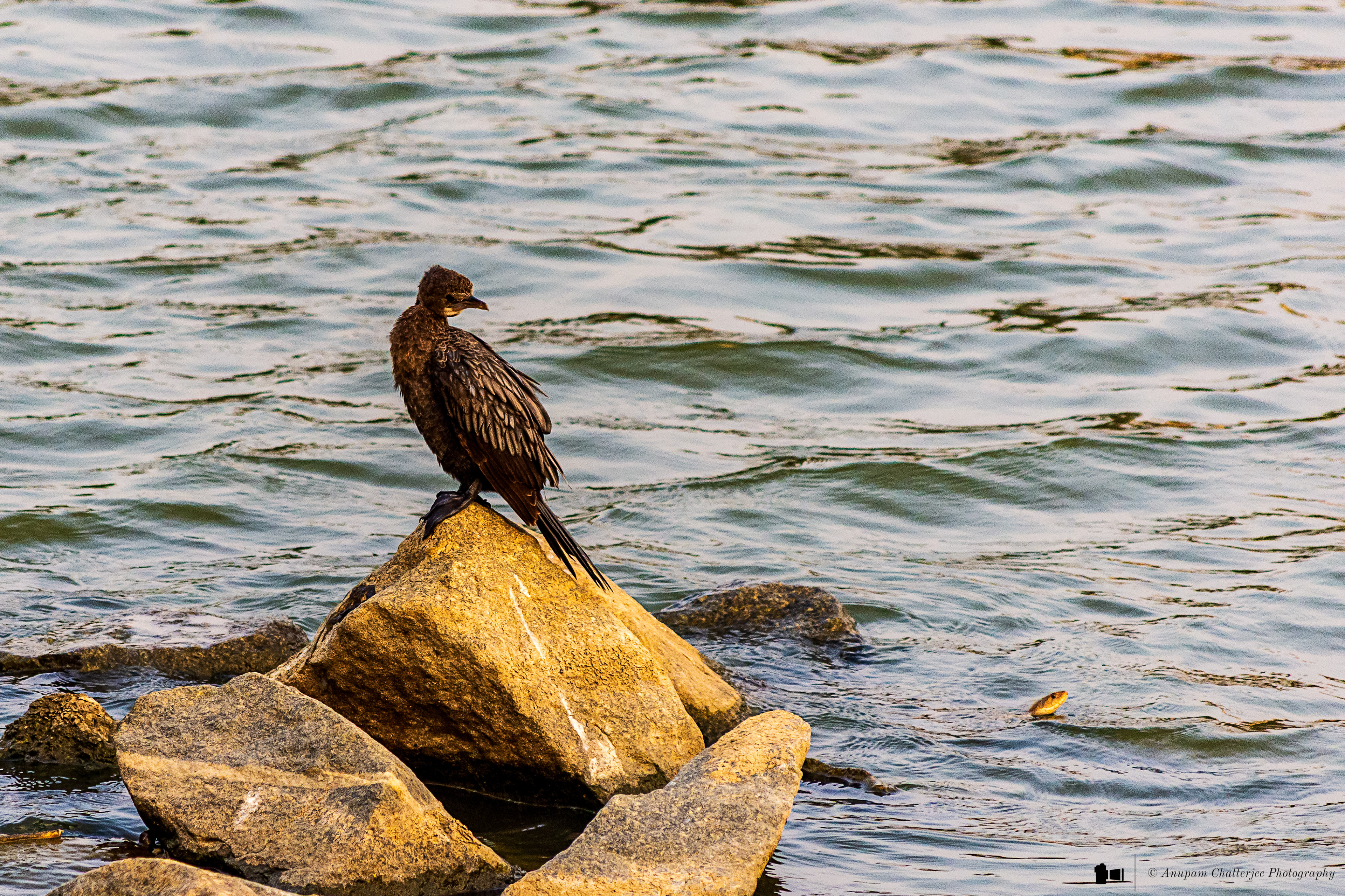 Great Cormorant