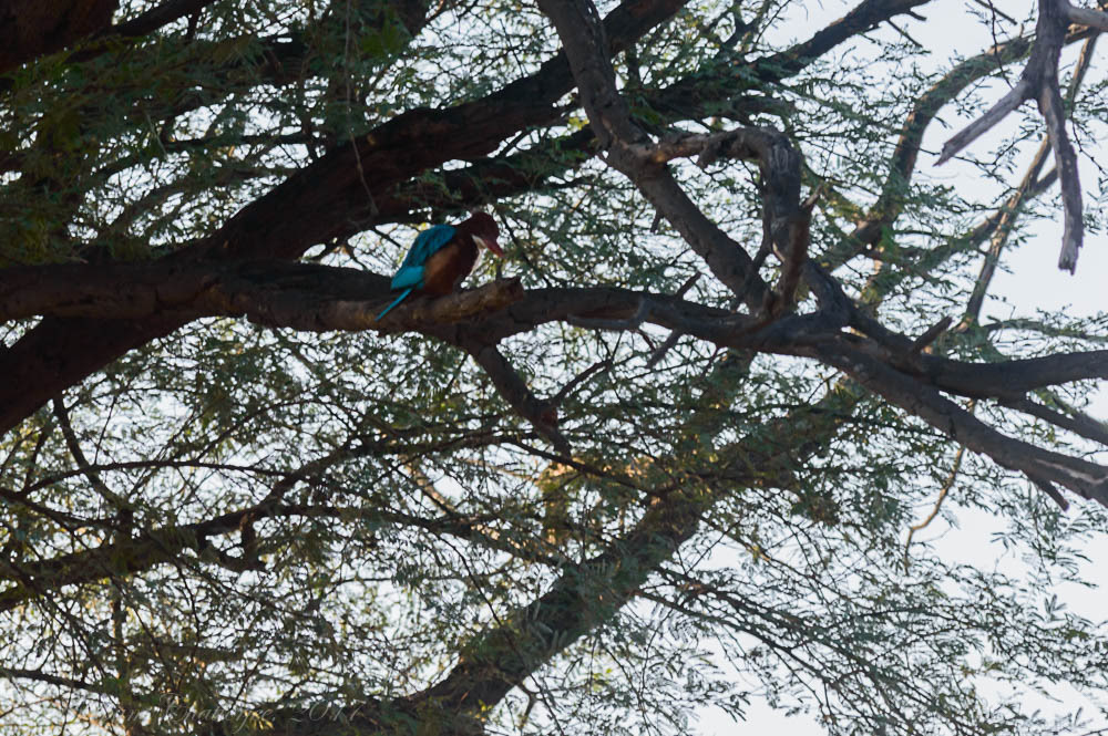 White Throated Kingfisher
