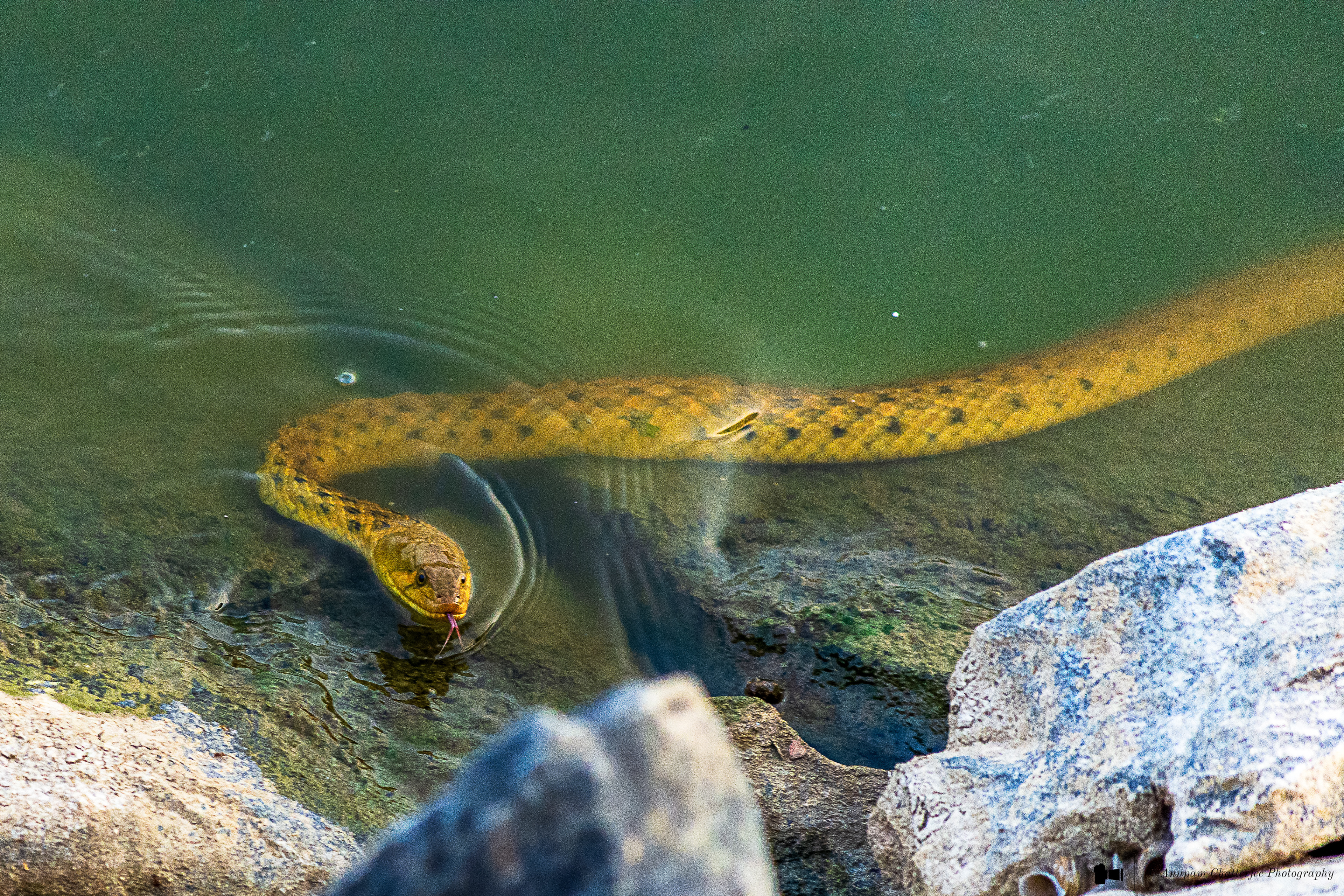 Checkered Keelback Snake - aka Asiatic Water Snake 