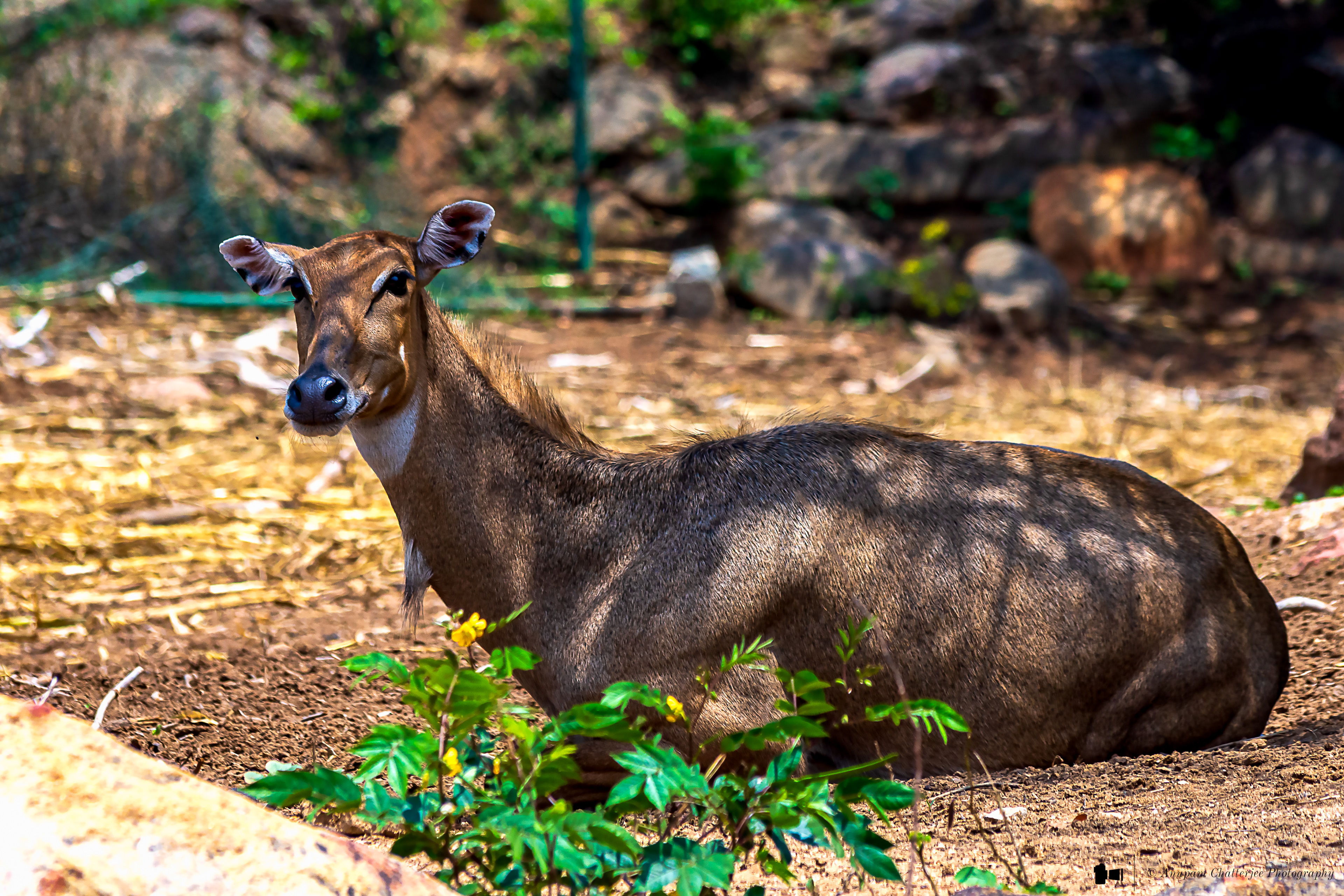 Sambar Deer