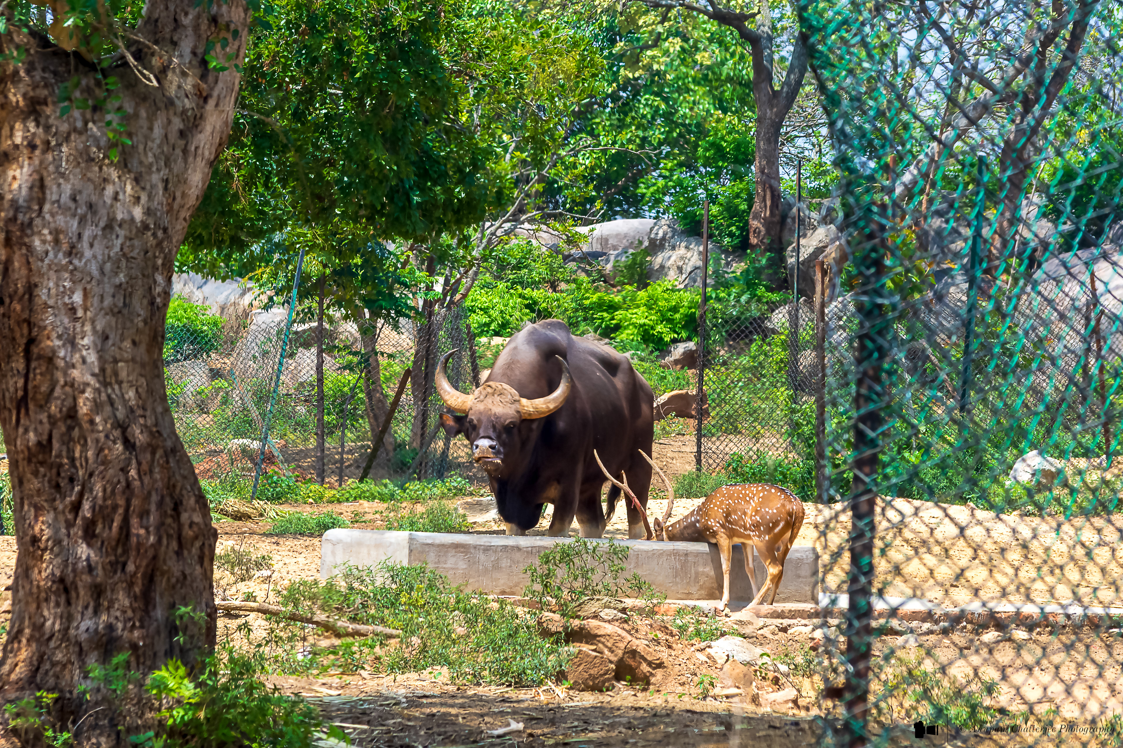Gaur & Chital