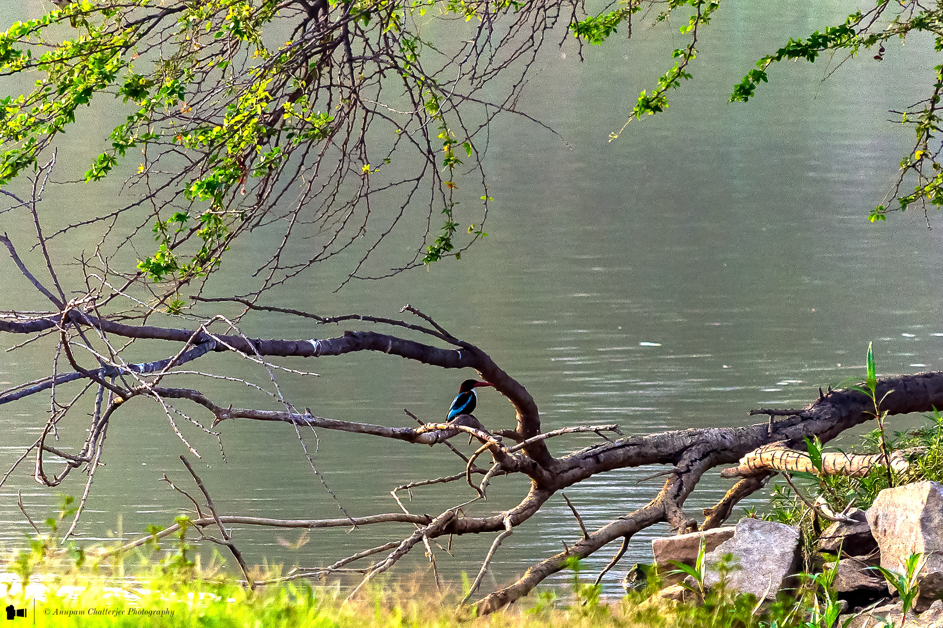 White Throated Kingfisher