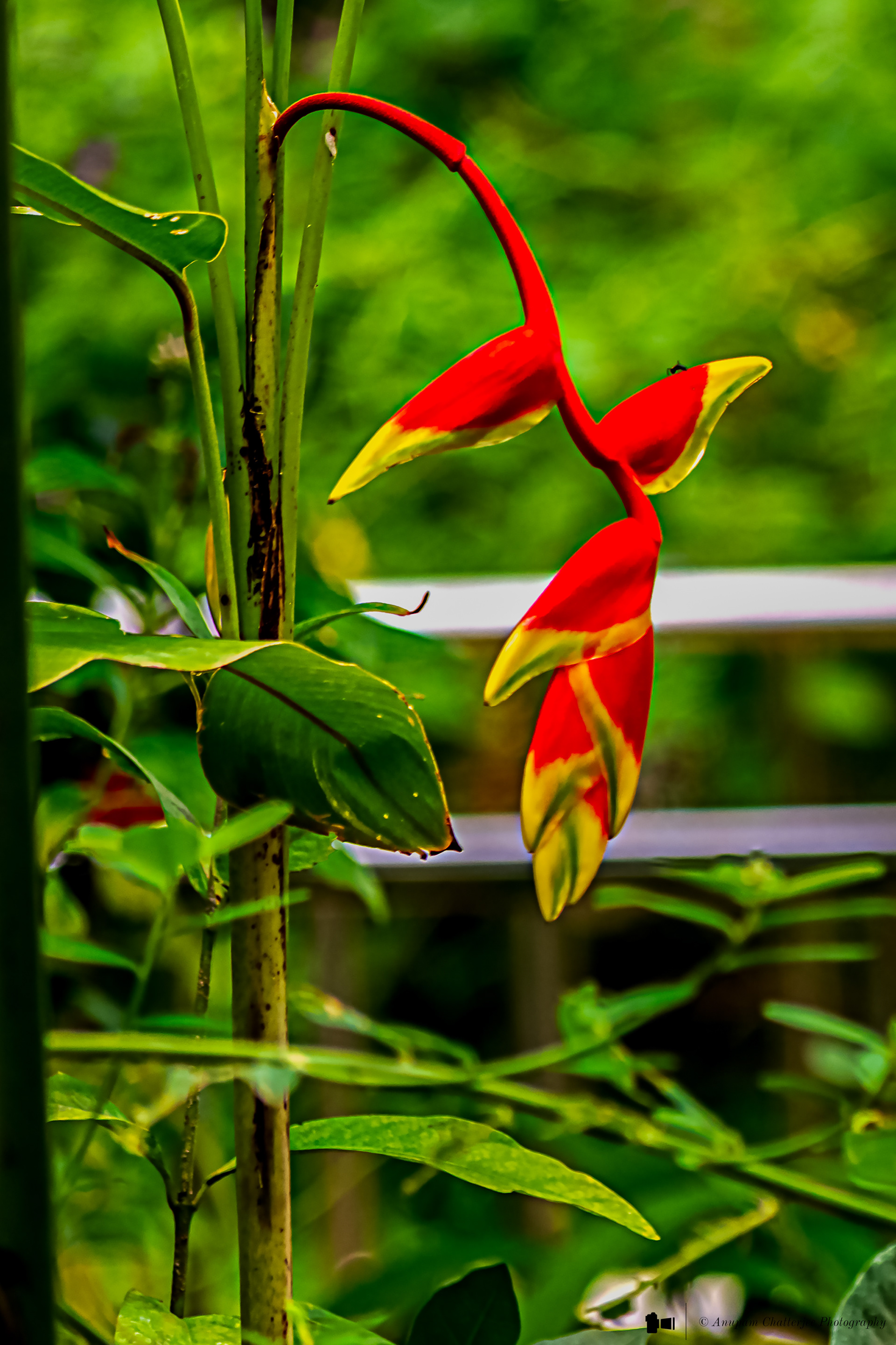 False Bird of Paradise aka Hanging Lobster Claw