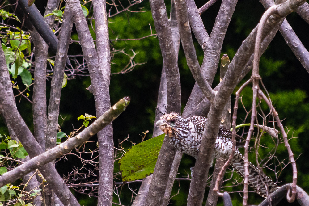 Asian Koel (Female)