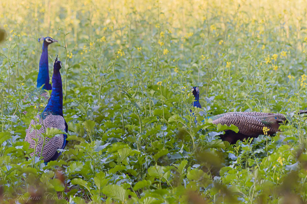 Peacock