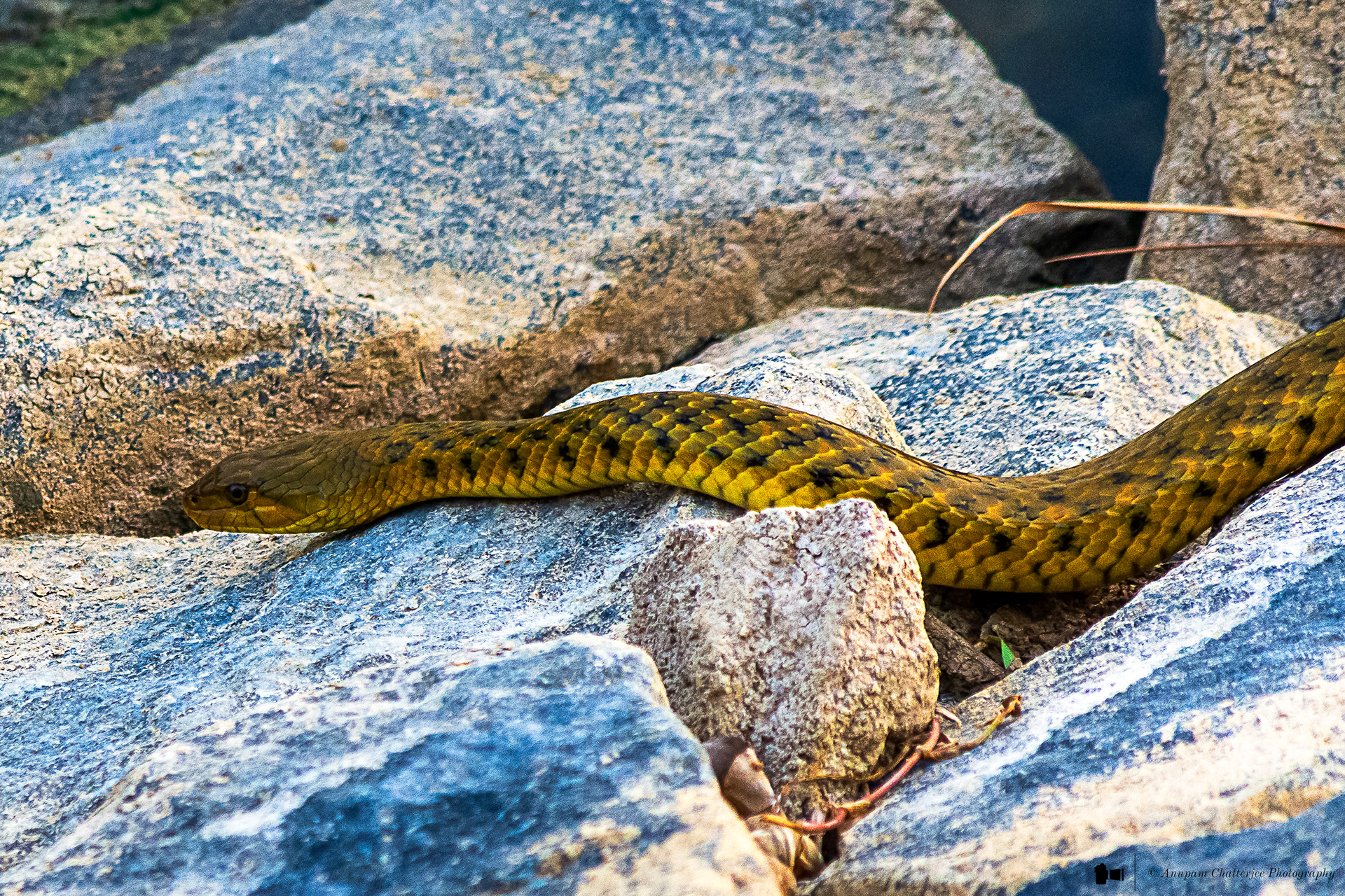 Checkered Keelback Snake - aka Asiatic Water Snake 