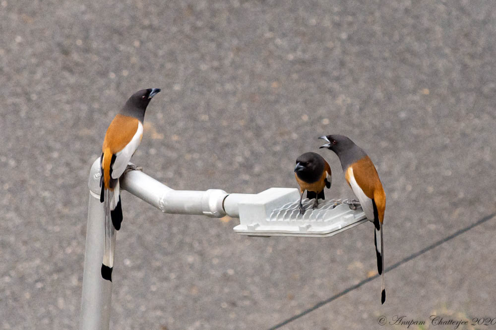 Rufous Treepie