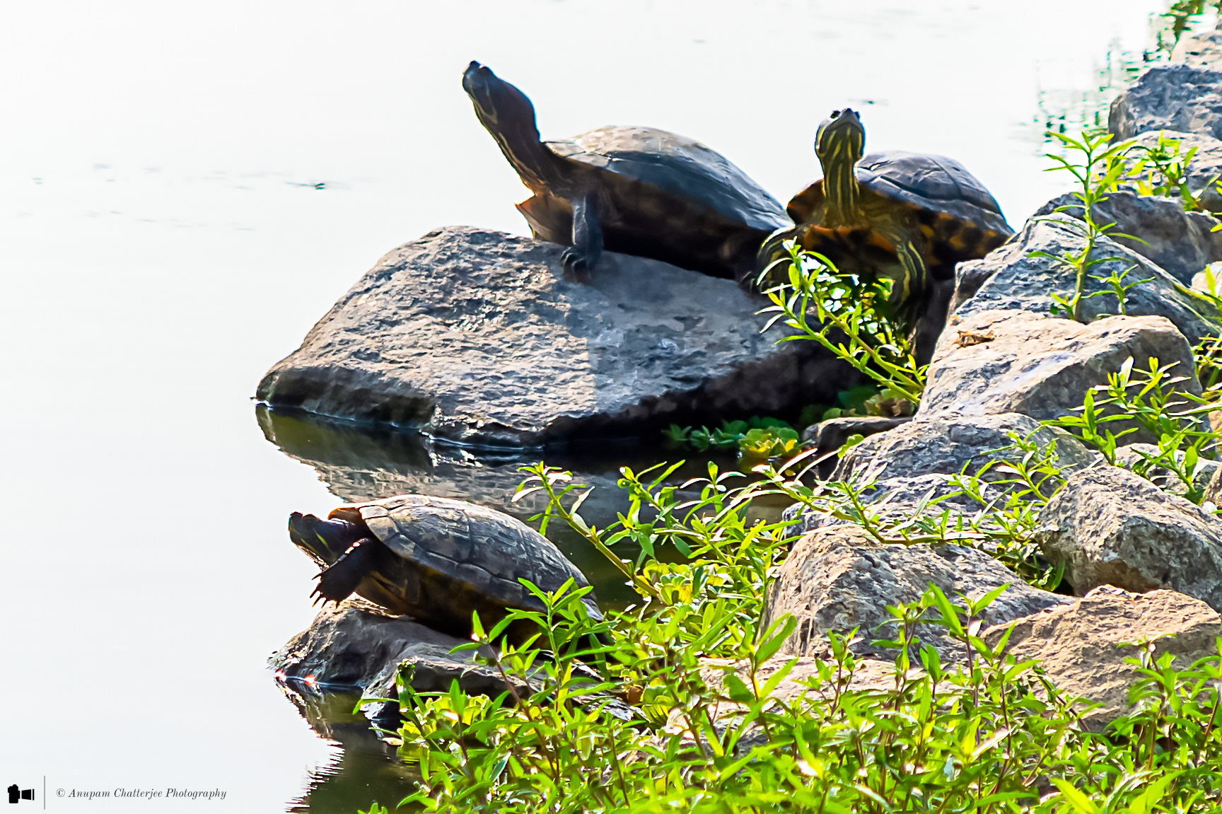 Red-eared Sliders