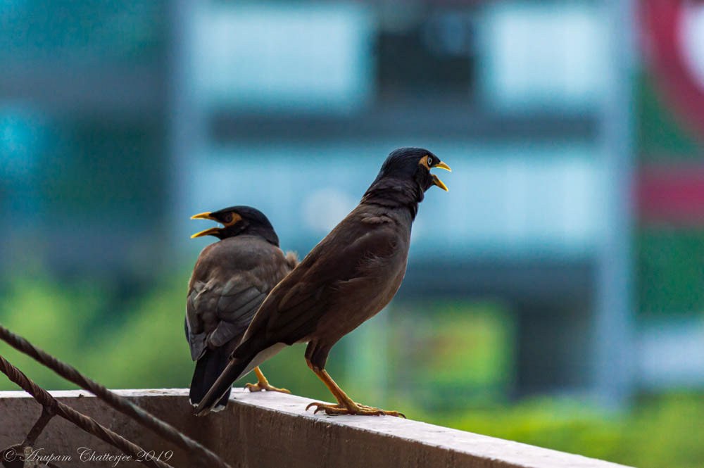 Common Myna