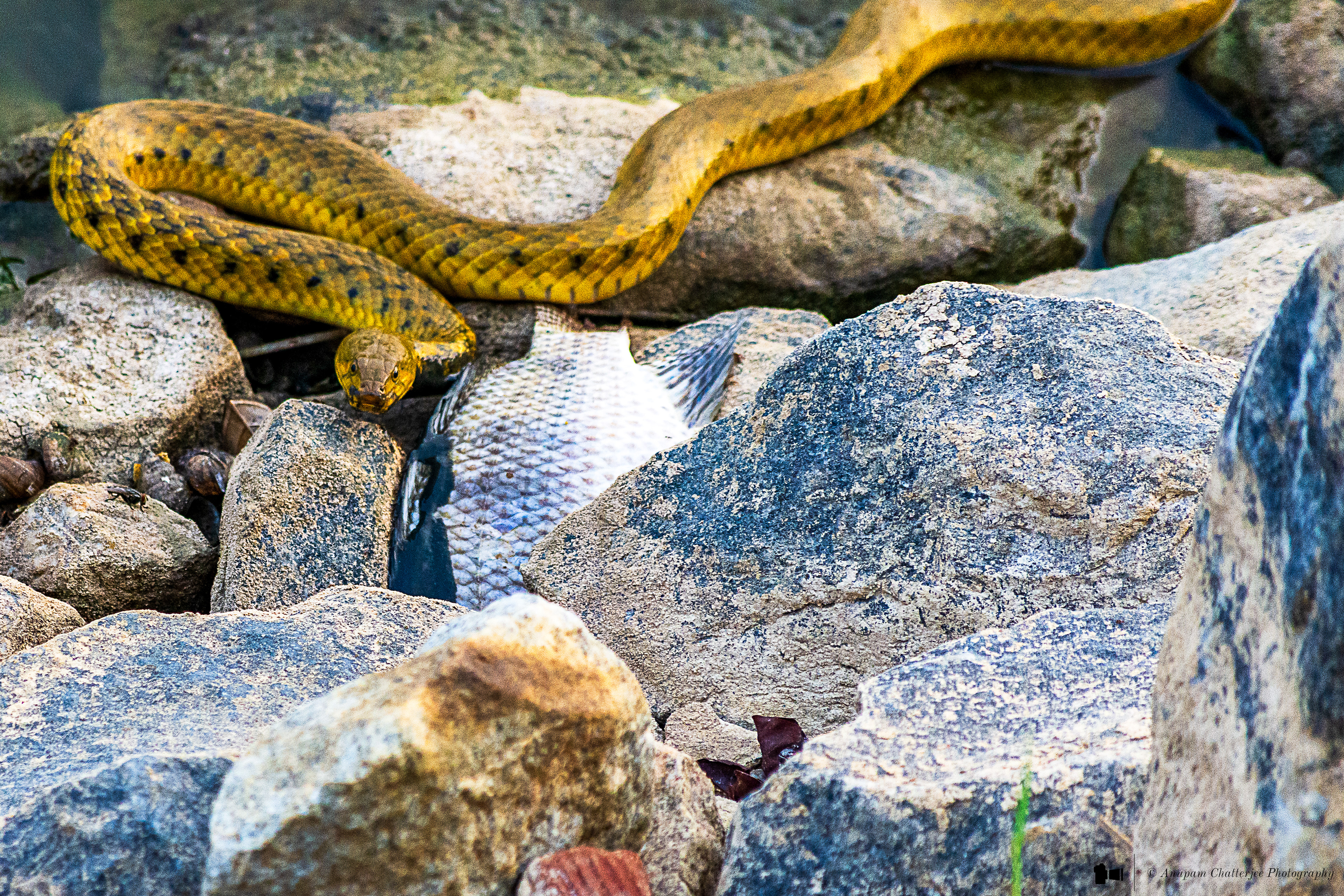 Checkered Keelback Snake - aka Asiatic Water Snake 
