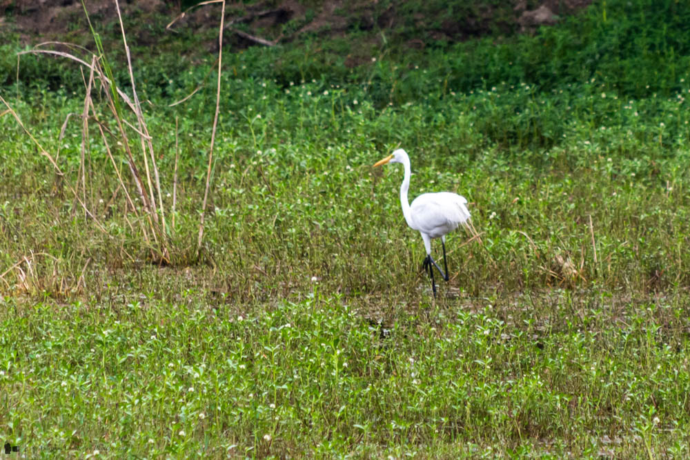 Great Egret