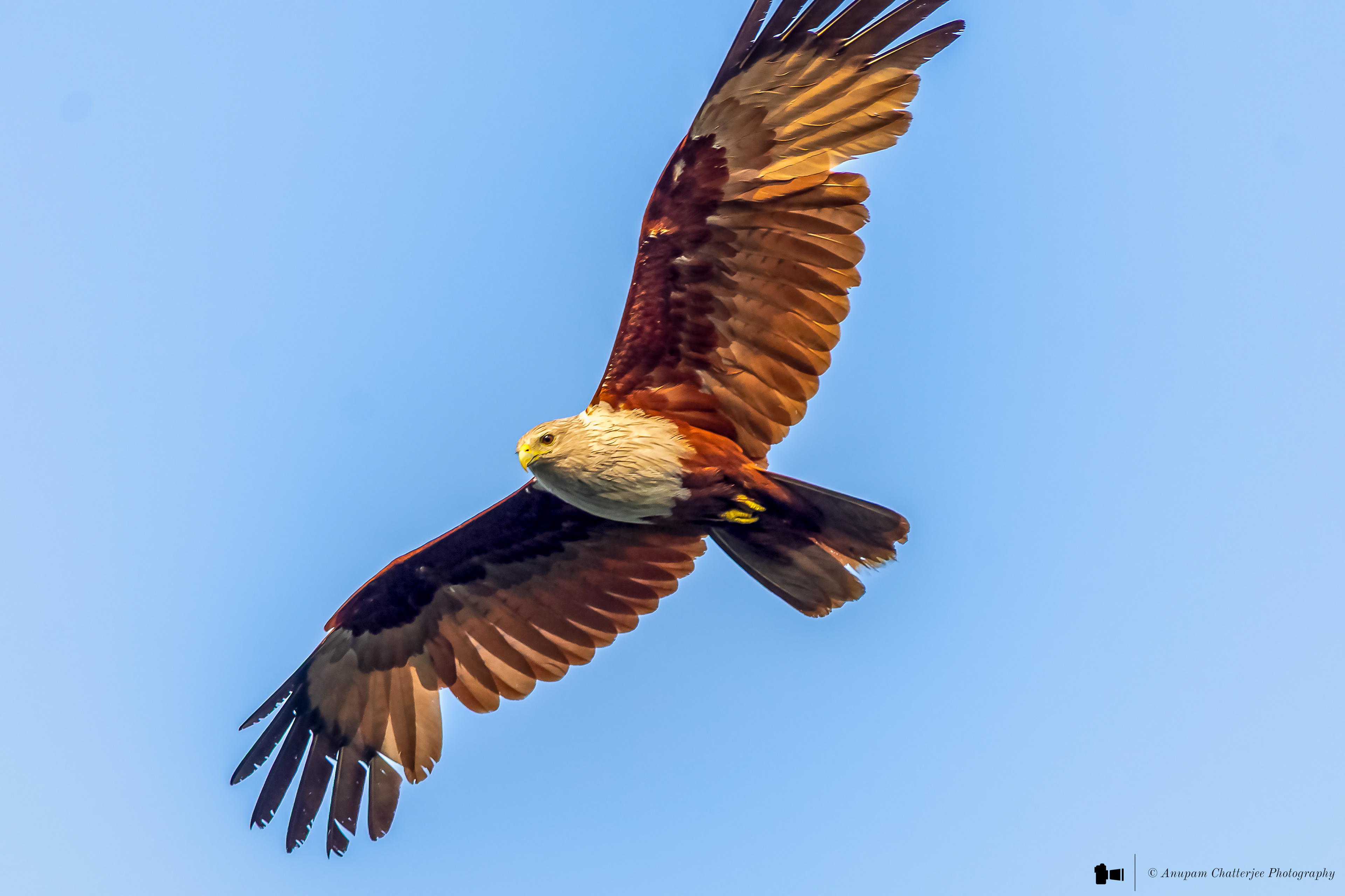 Brahminy Kite