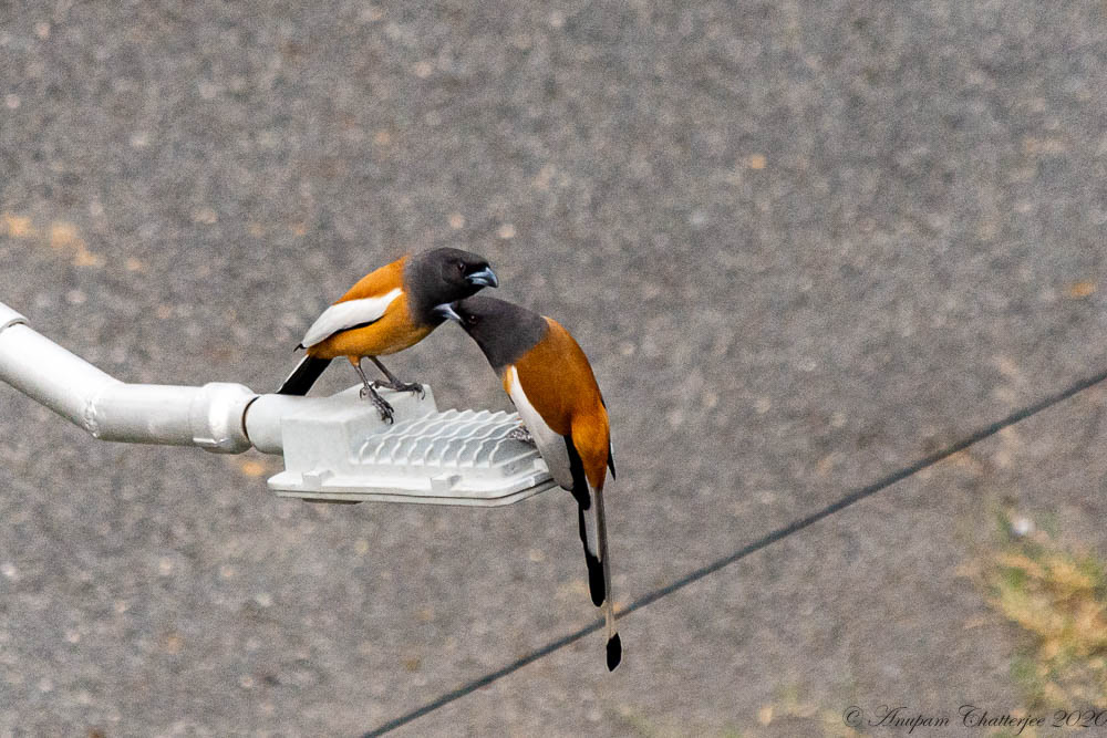 Rufous Treepie