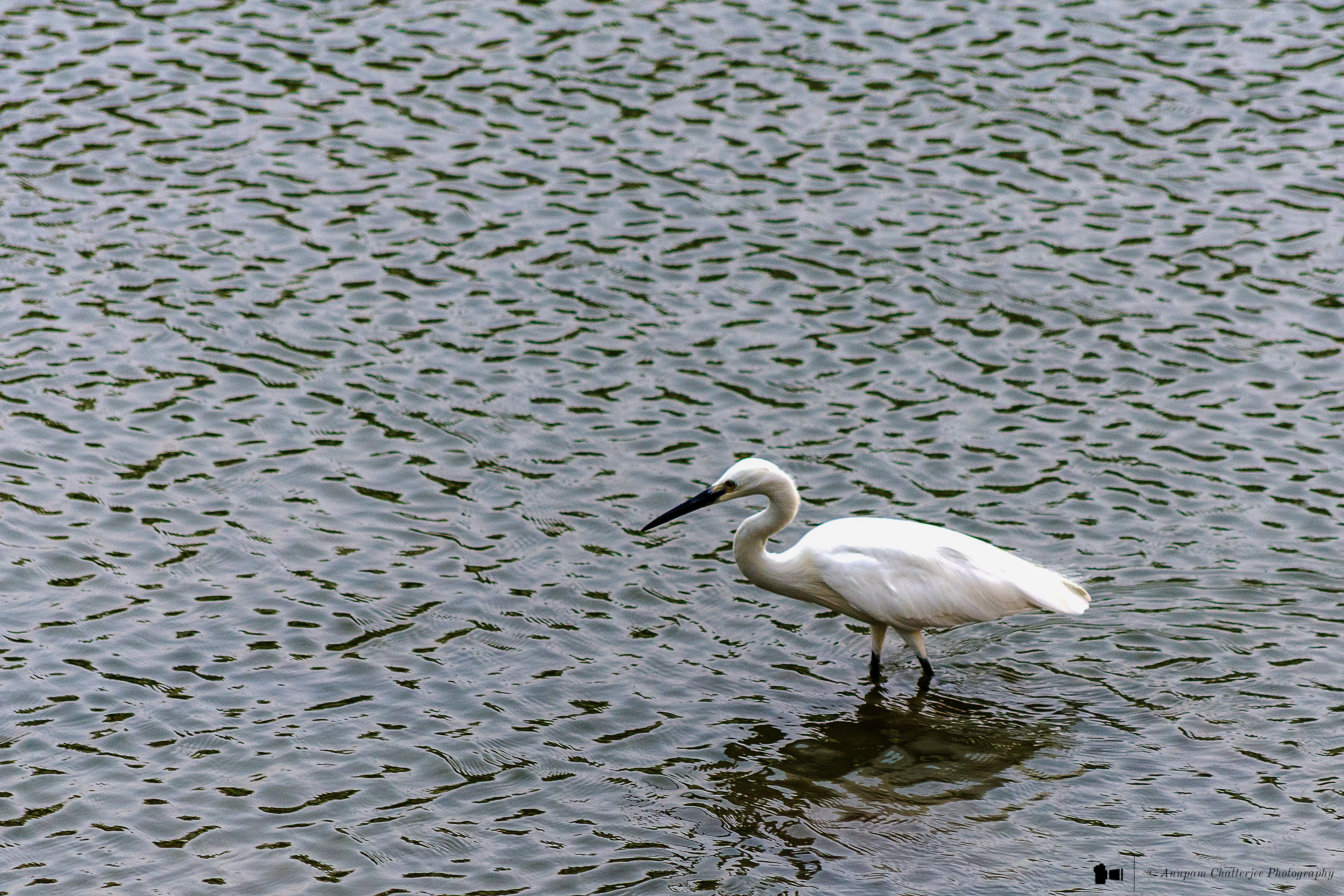 Great Egret