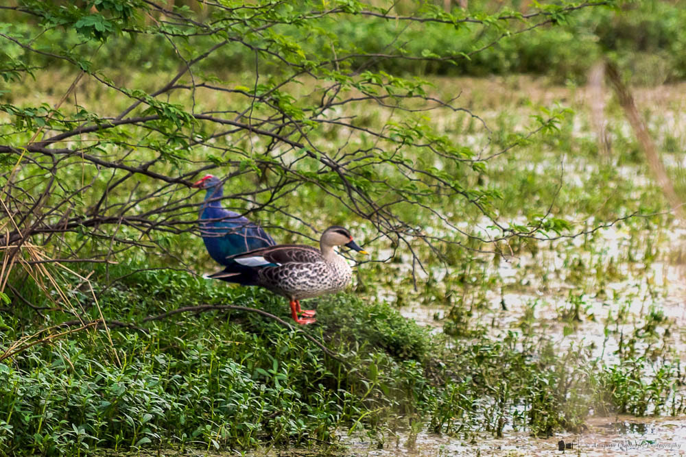 Grey Headed Swamphen & Indian Spot Billed Duck