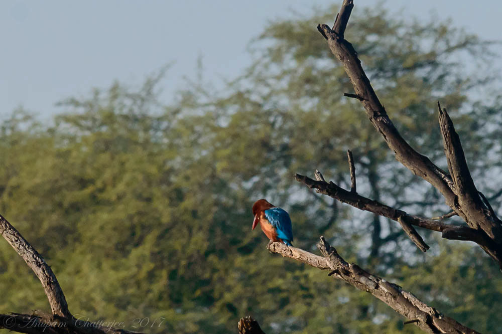 White Throated Kingfisher