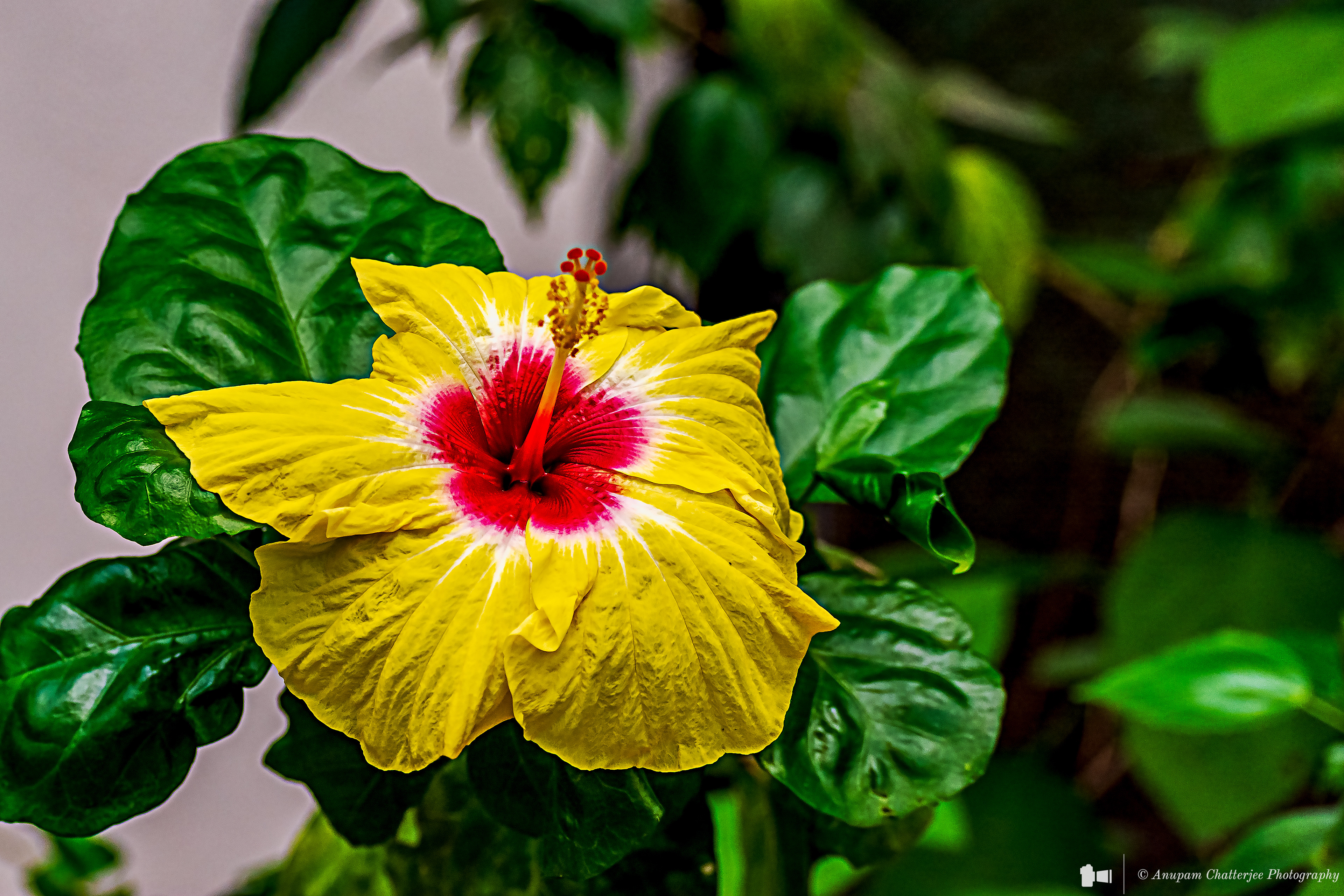 Yellow & Red Hibiscus