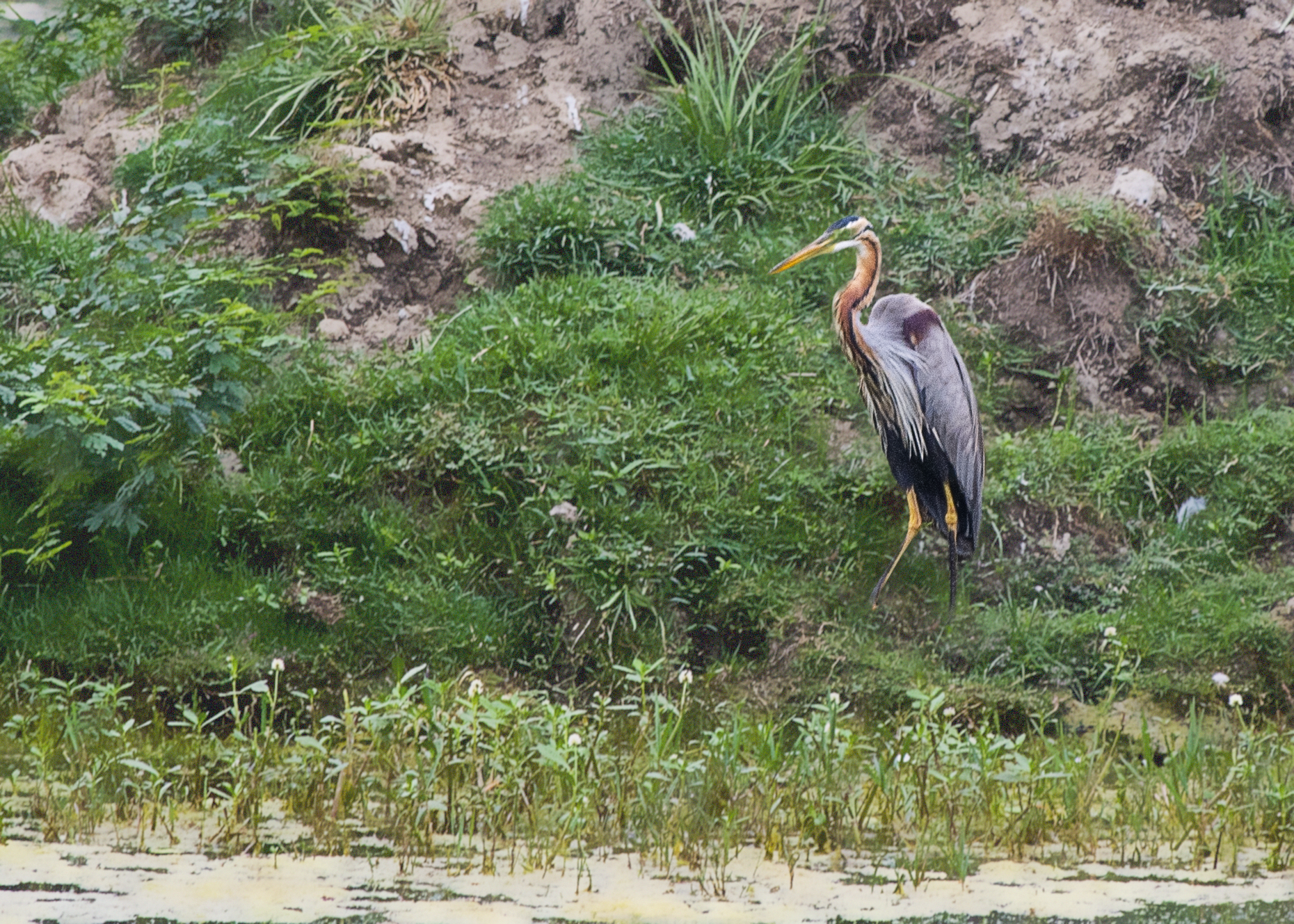 Purple Heron