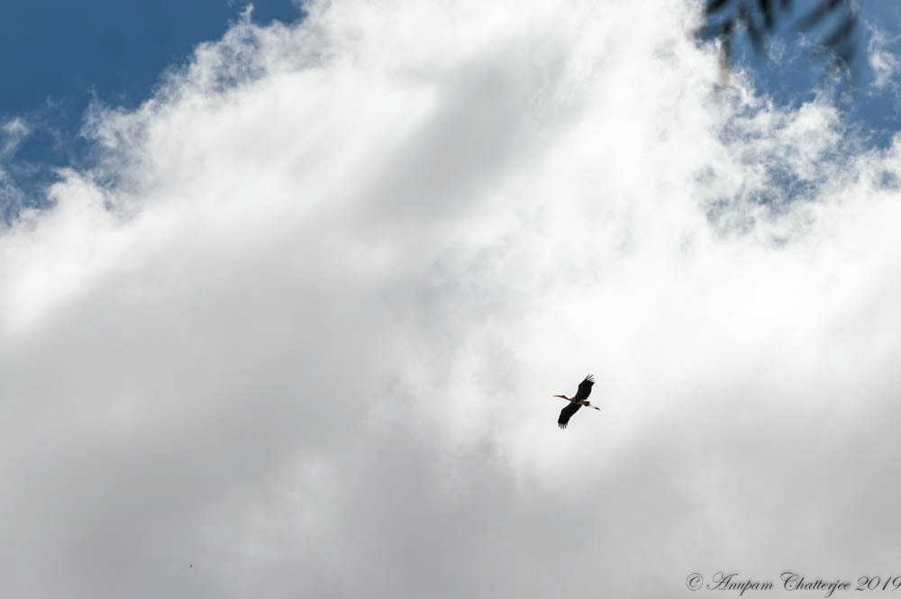 Painted Stork