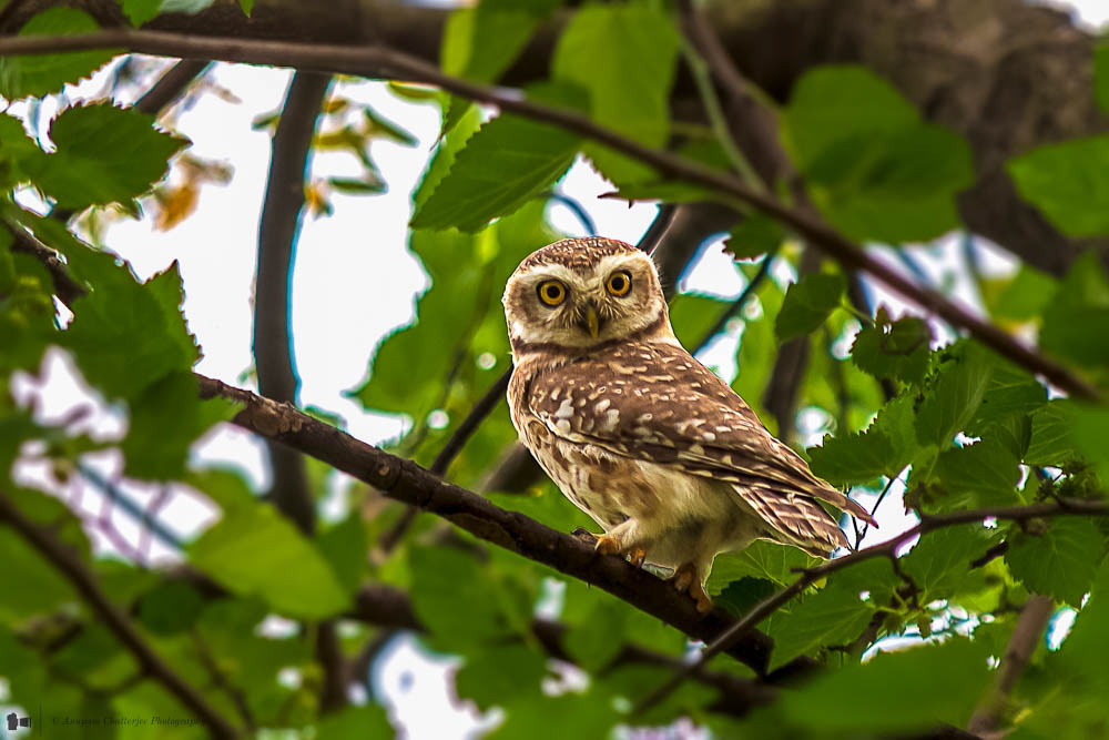 Spotted Owlet