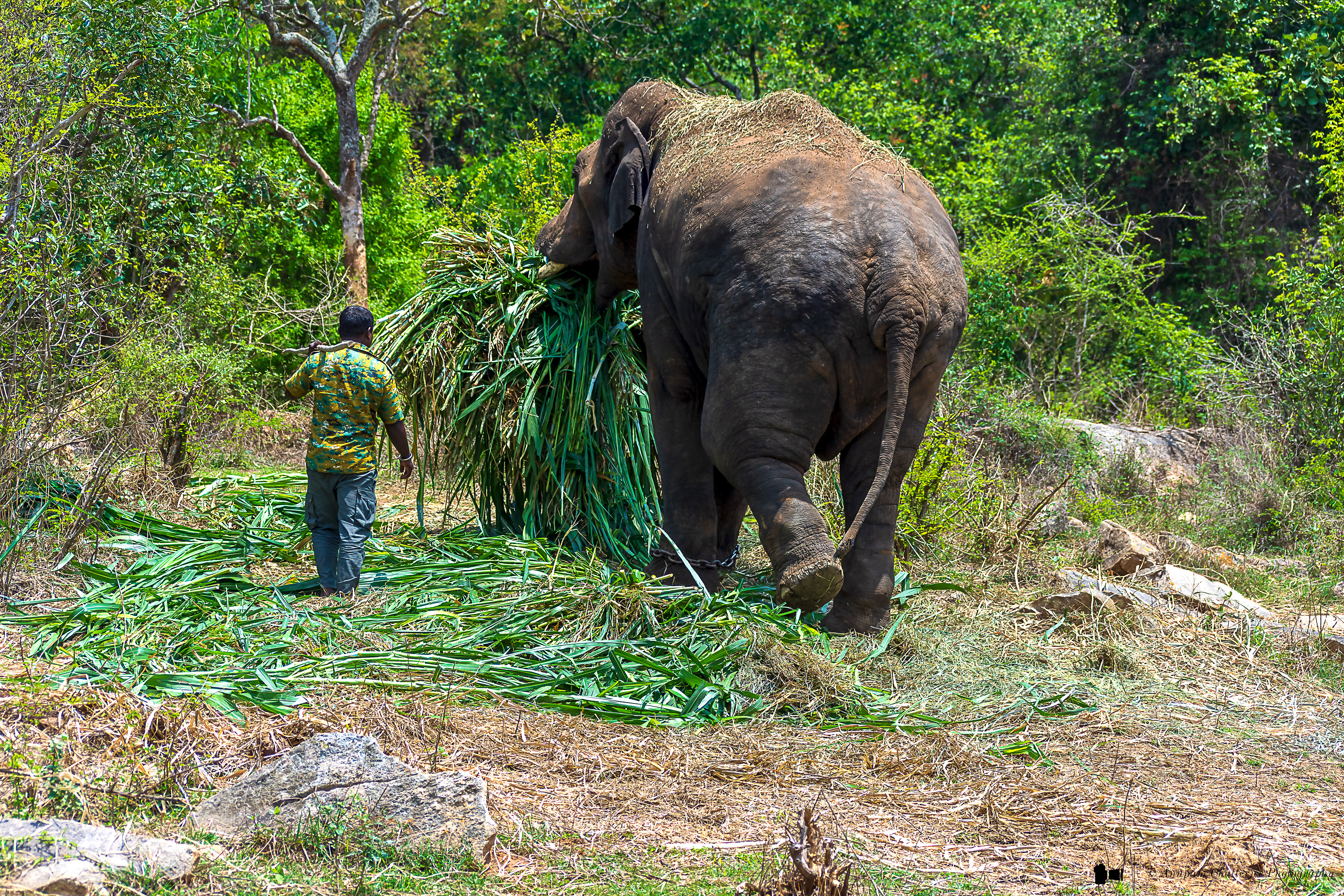 Indian Elephant at work