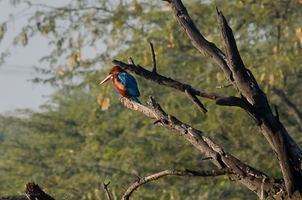 White Throated Kingfisher