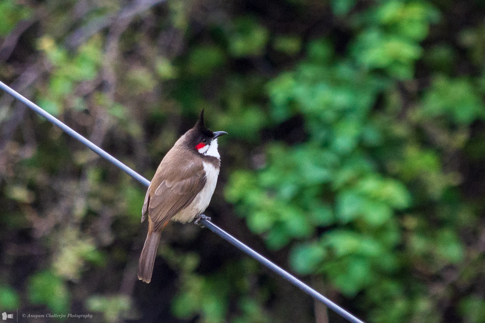 Red Whiskered Bulbul