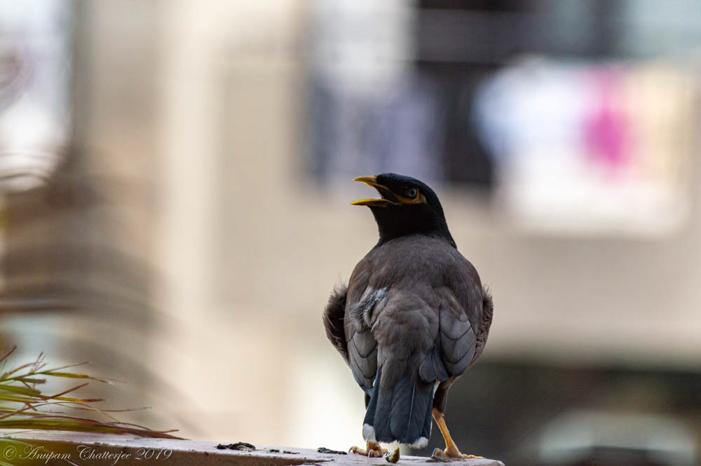 Common Myna