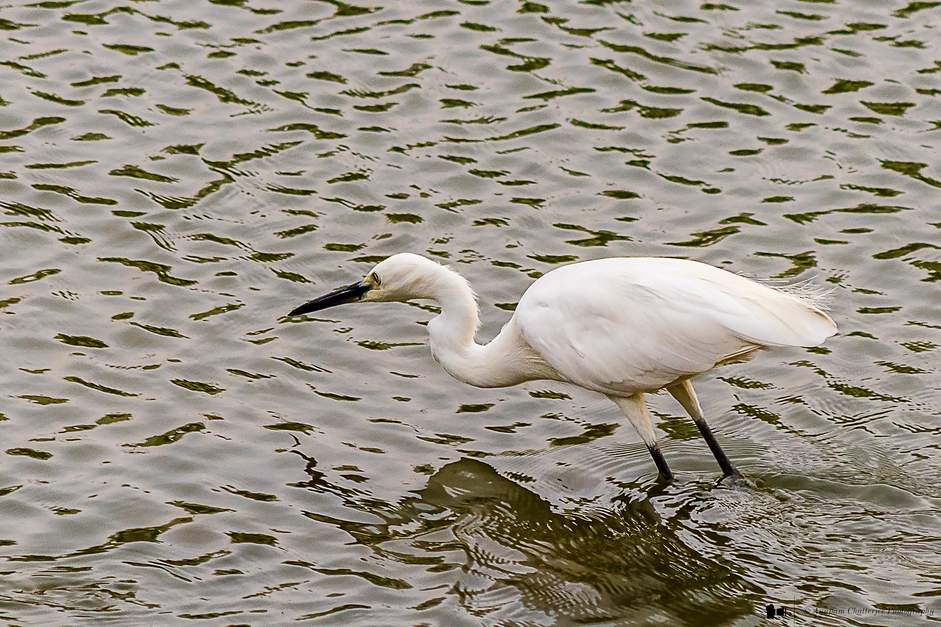 Great Egret