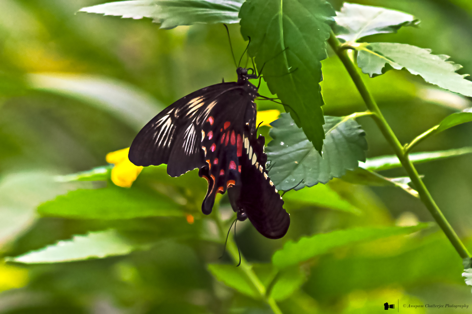 Common Mormon