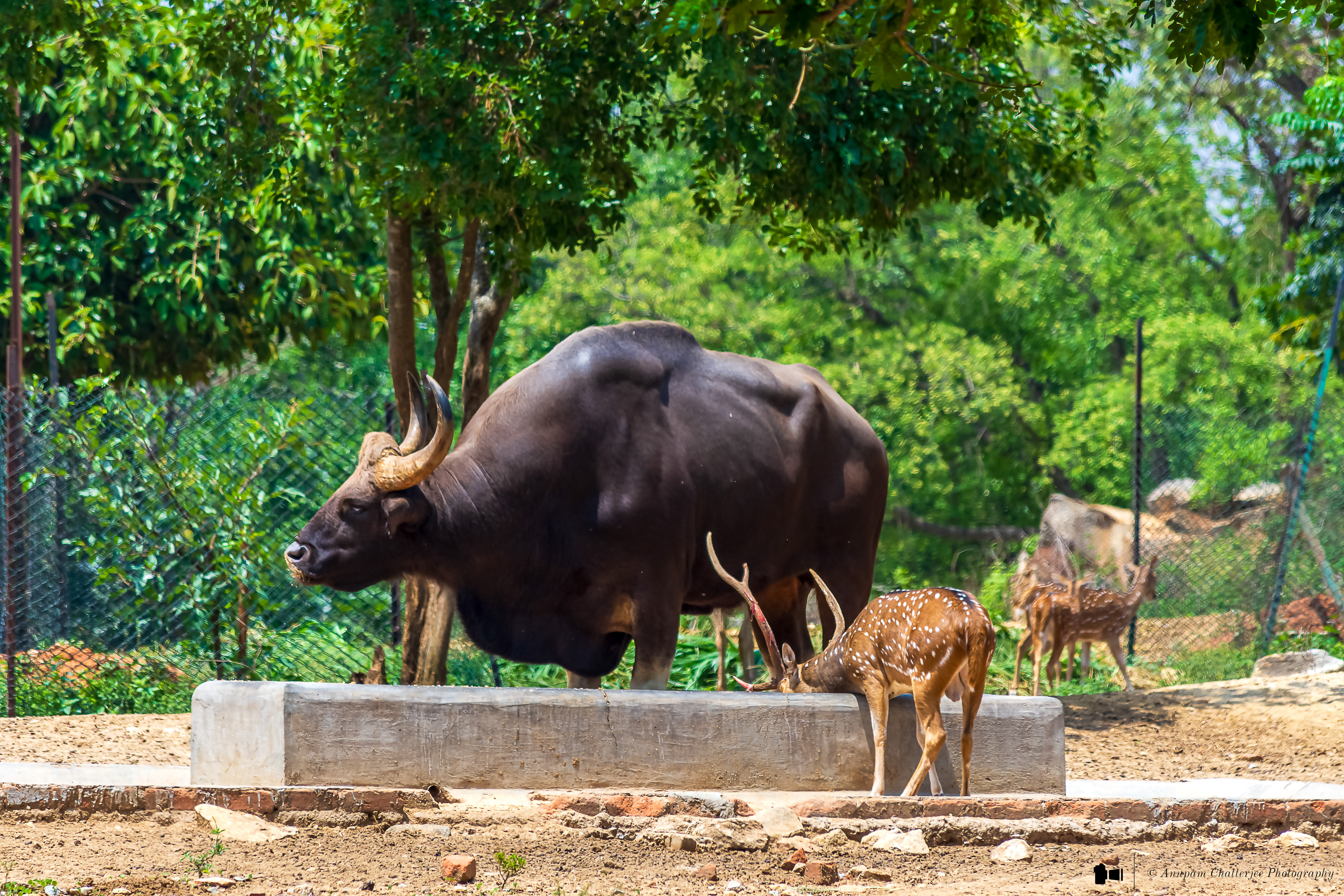 Gaur - amongst Chitals