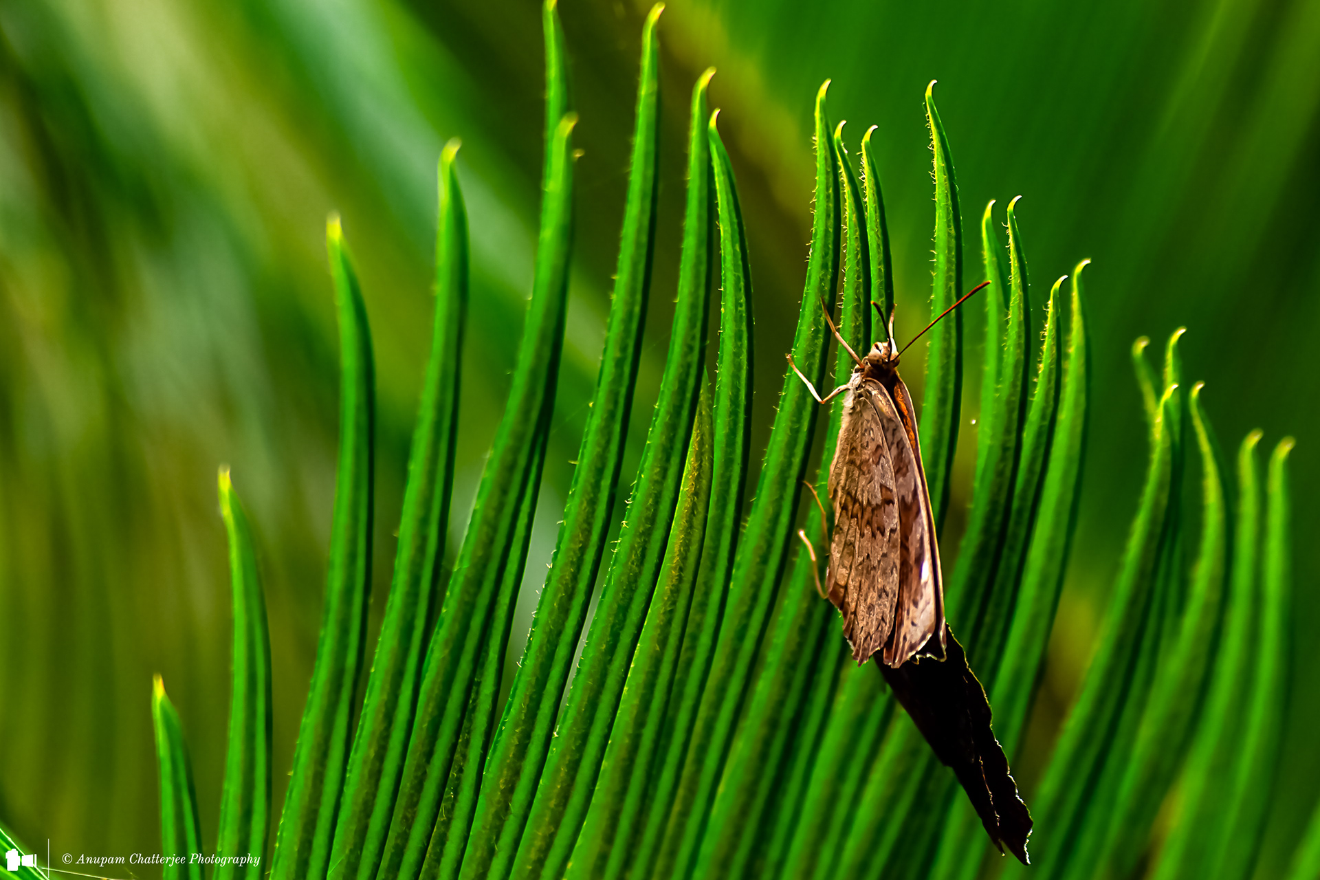 Grey Pansy Butterfl