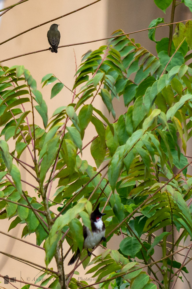 Red Whiskered Bulbul & Purple Sunbird