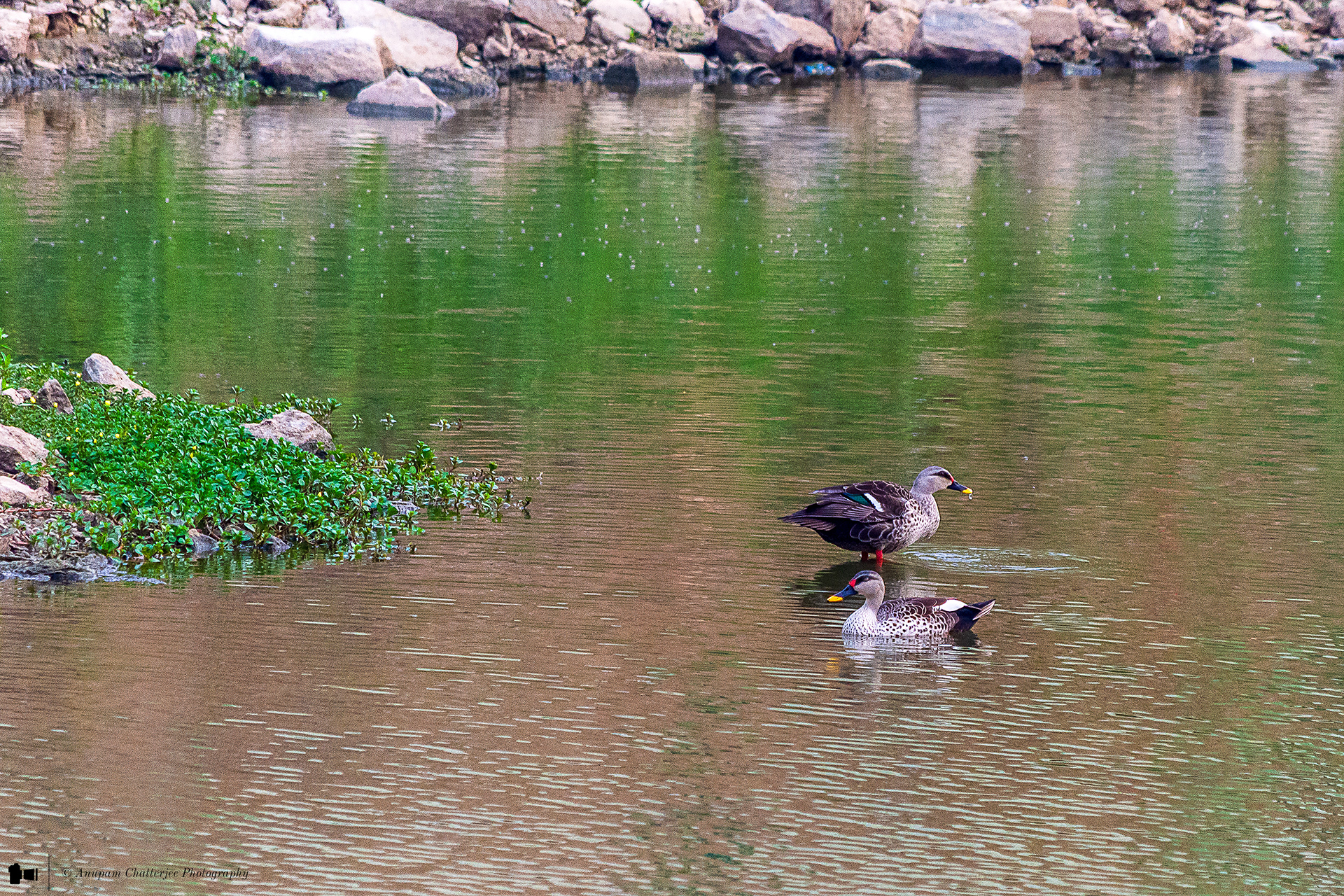 Indian Spot-Billed Duck