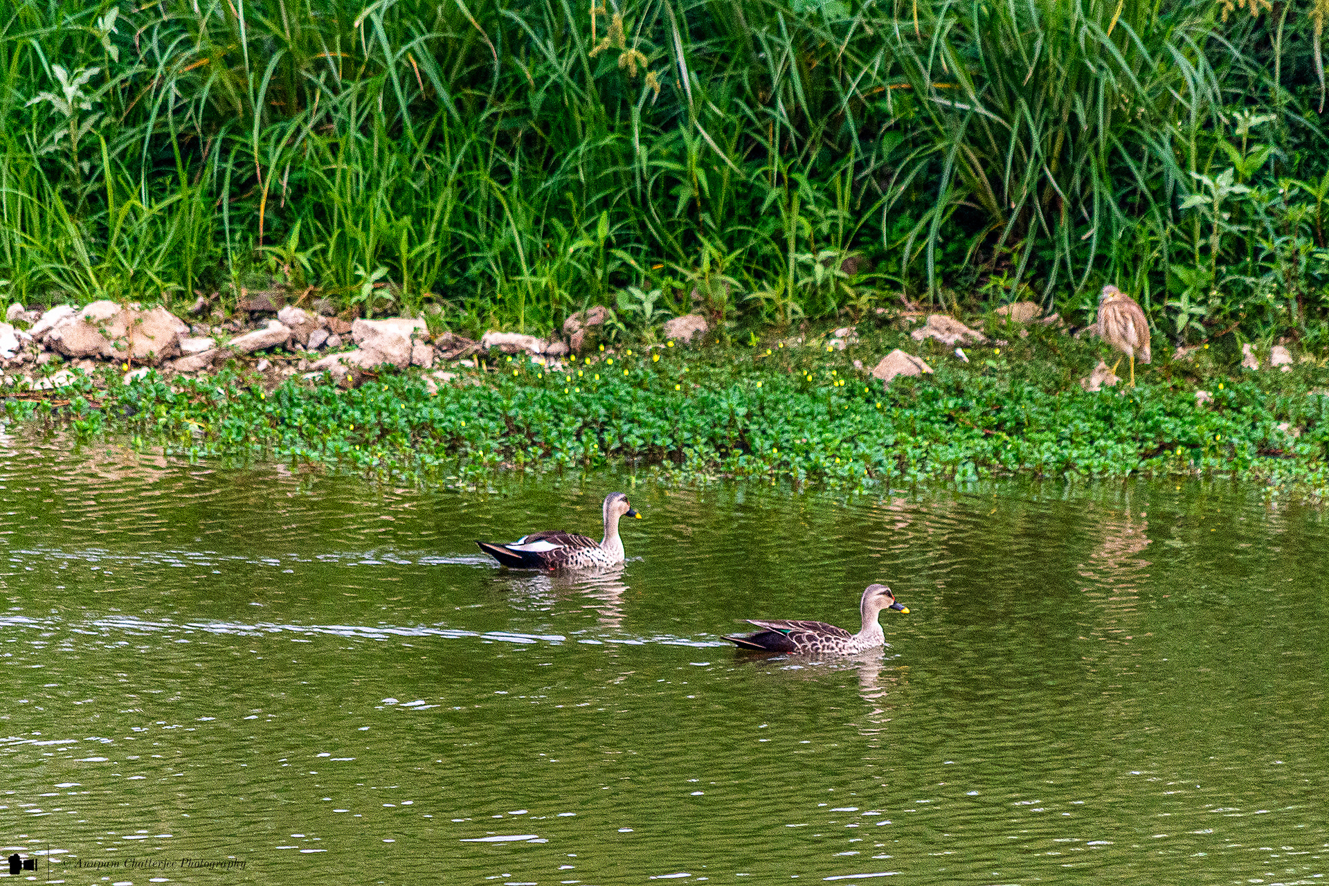 Indian Spot-Billed Ducks
