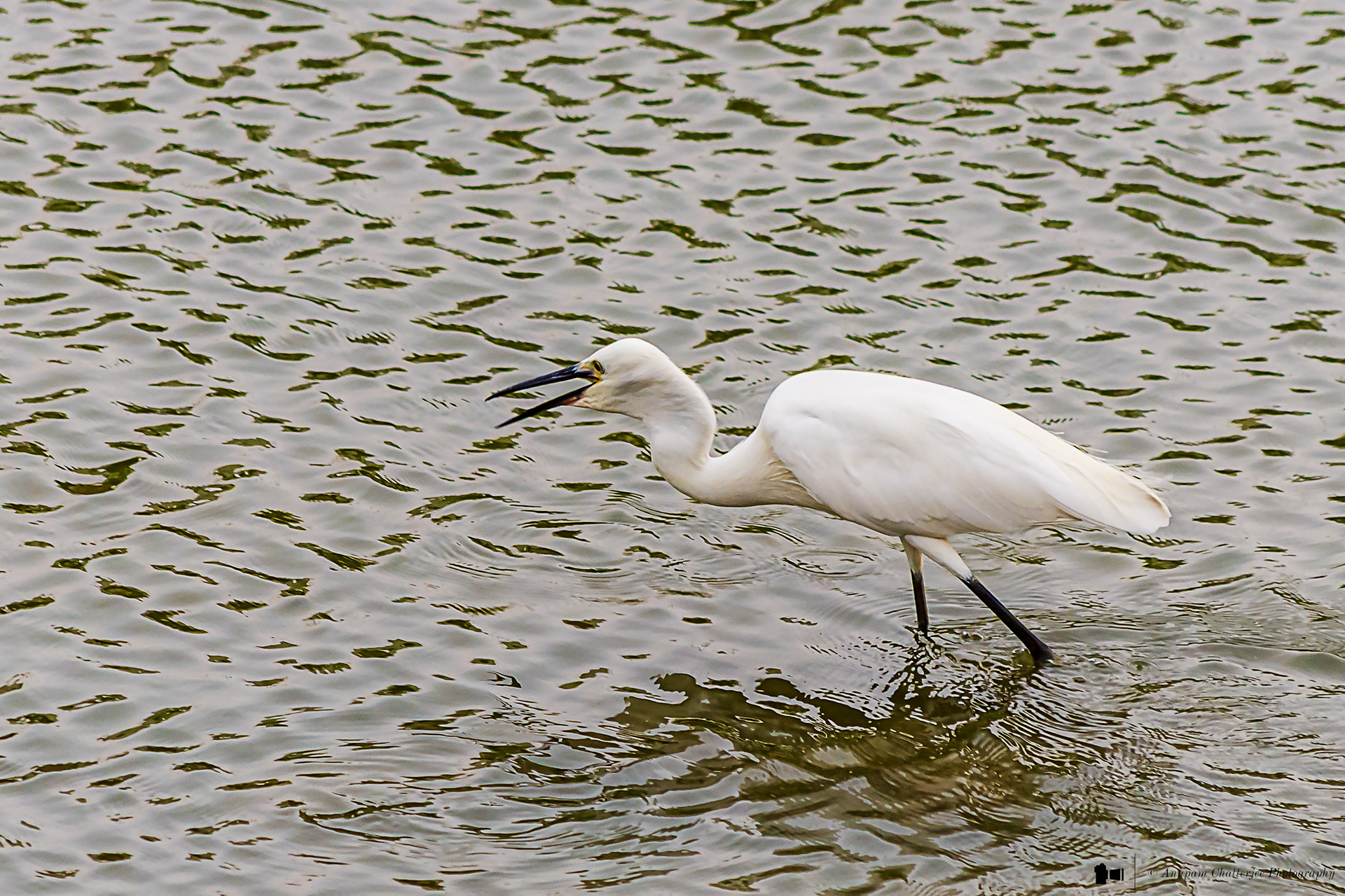 Great Egret