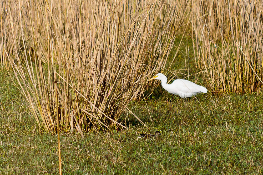 Egret