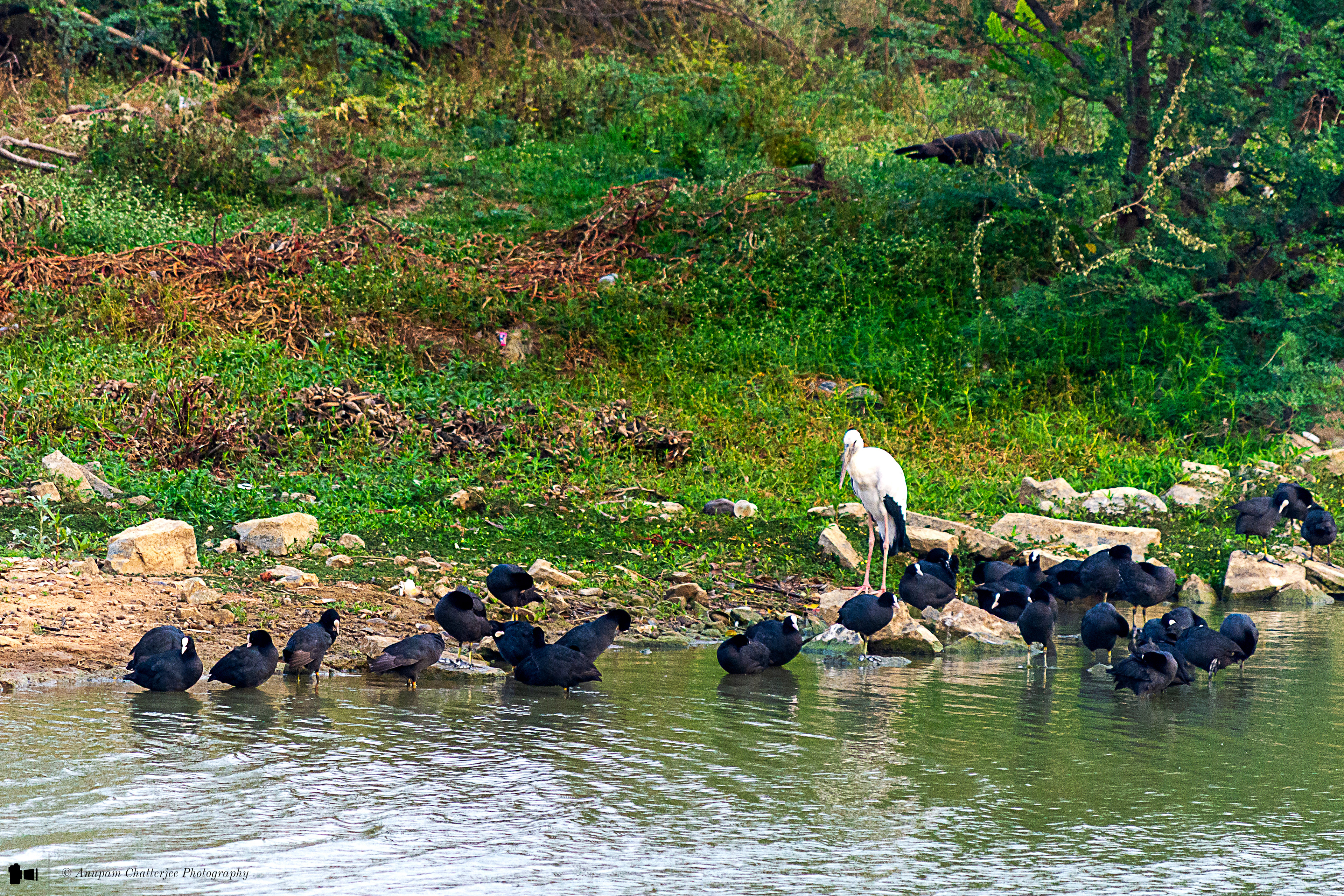Asian Openbill amongst Coots