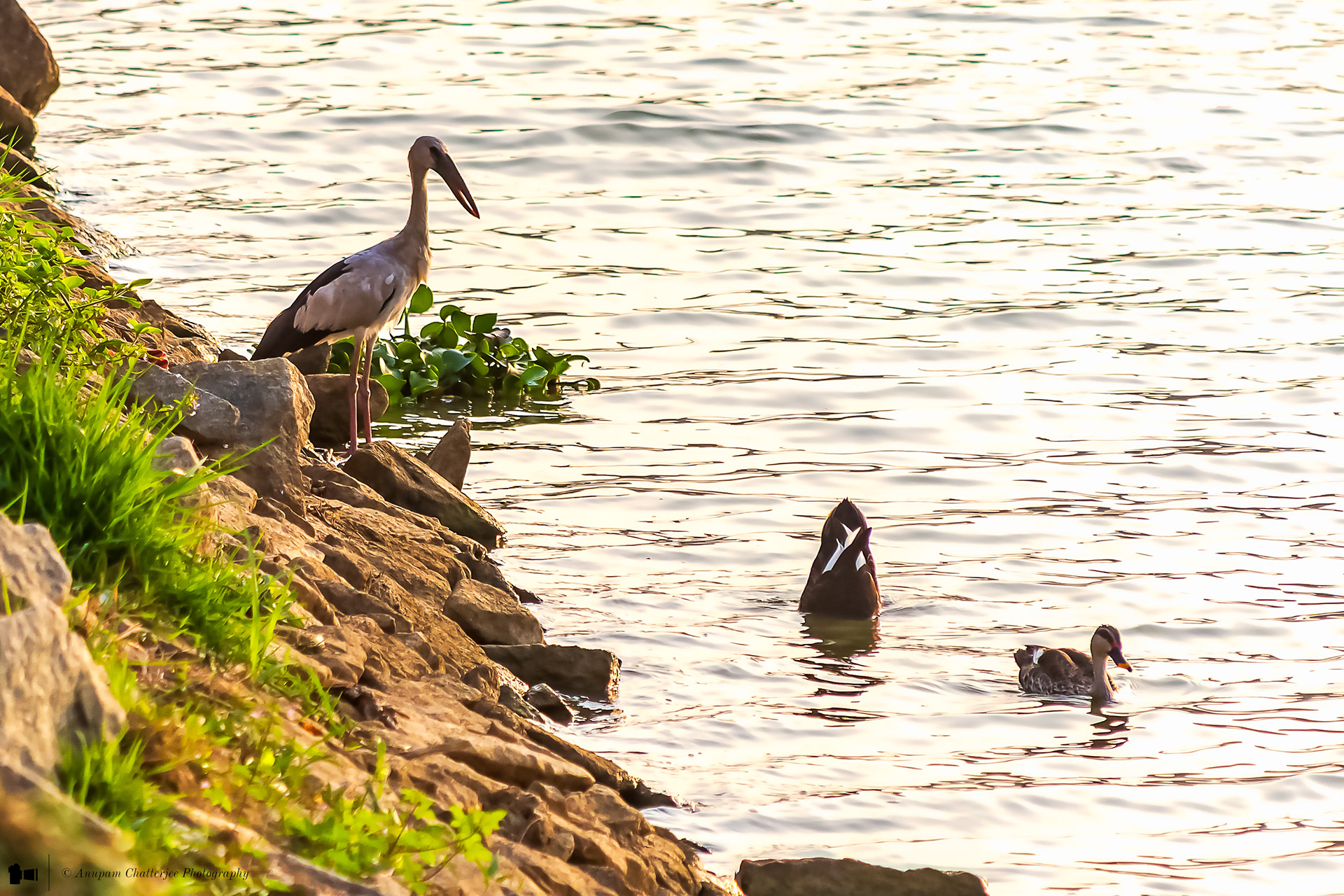 Asian Openbill