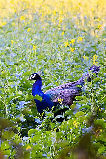 Peacocks amidst Mustard flowers