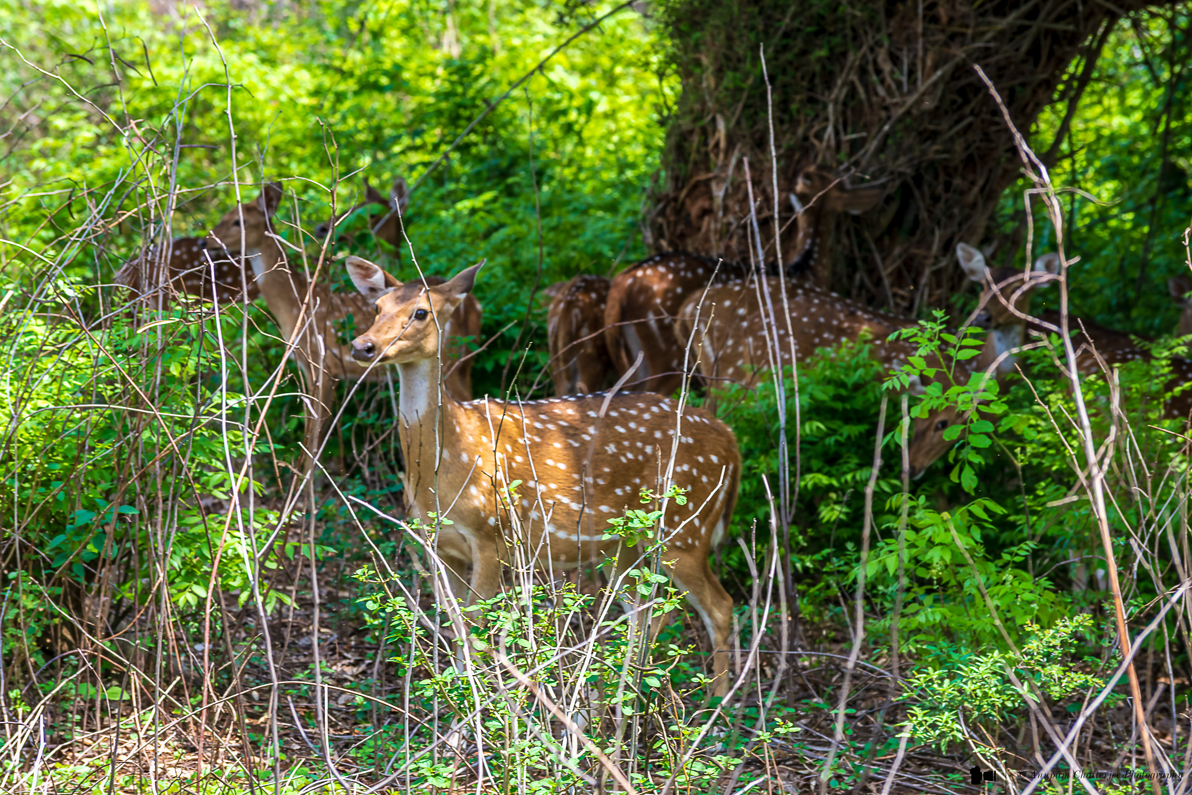 Chital