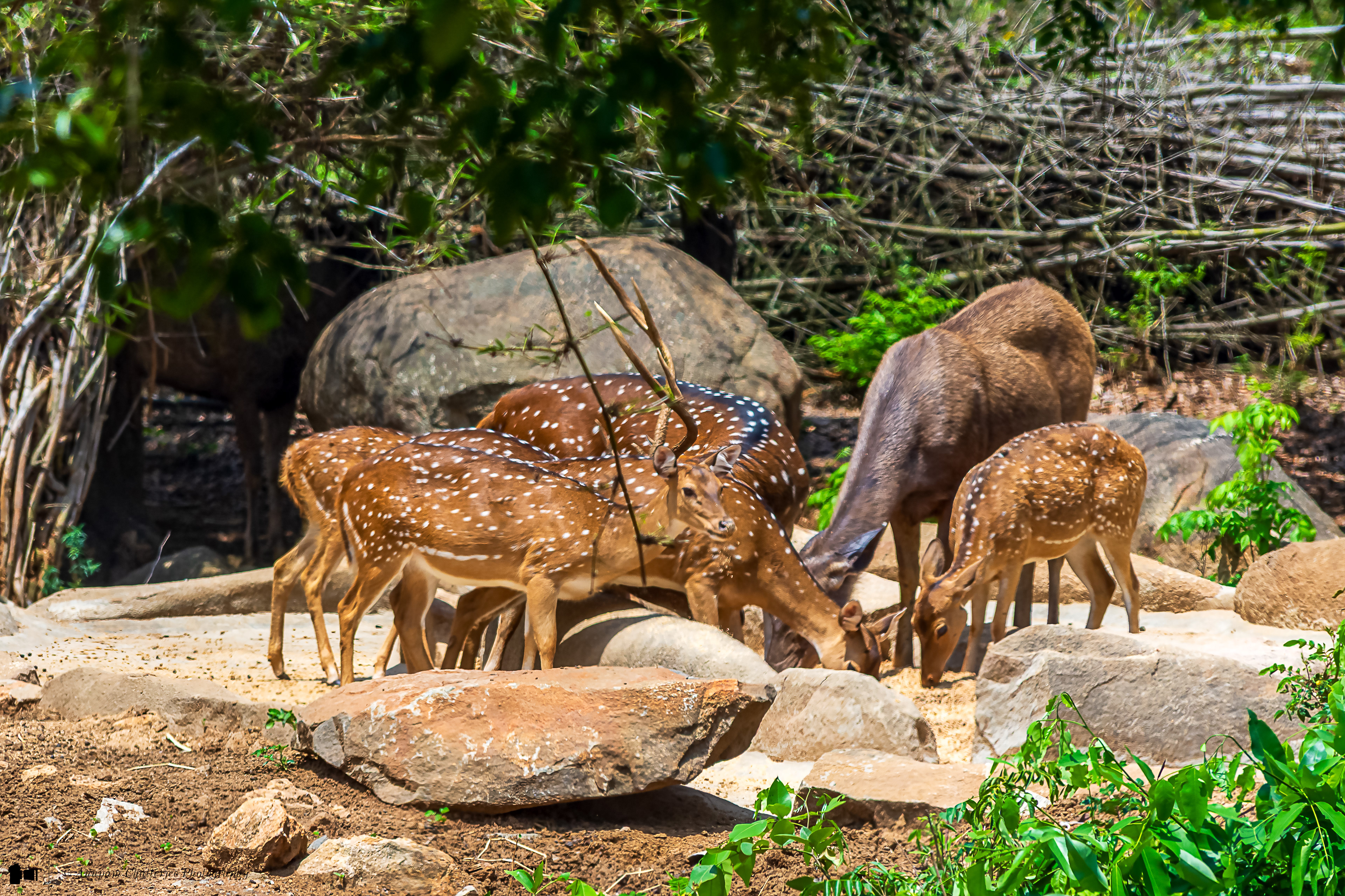 Chital aka Spotted dear