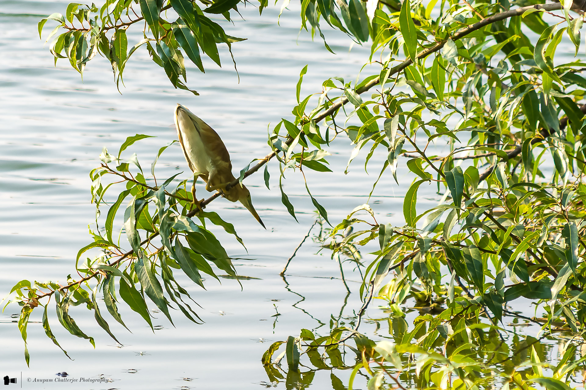 Indian Pond Heron