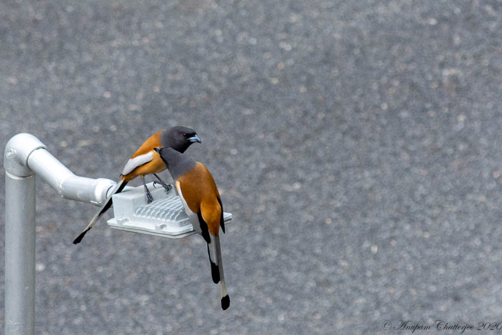 Rufous Treepie