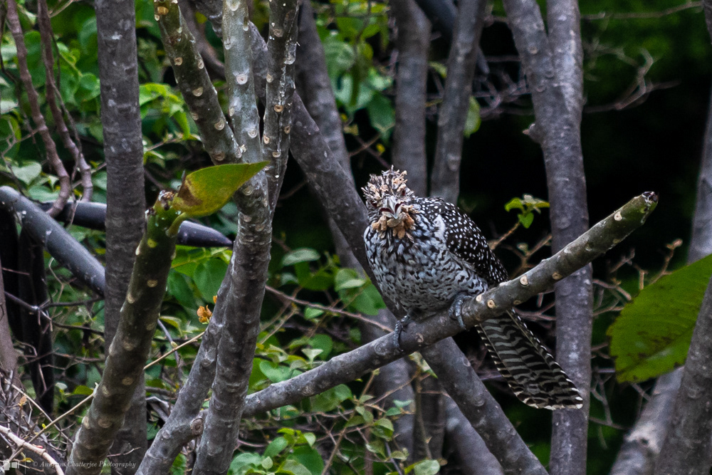 Asian Koel