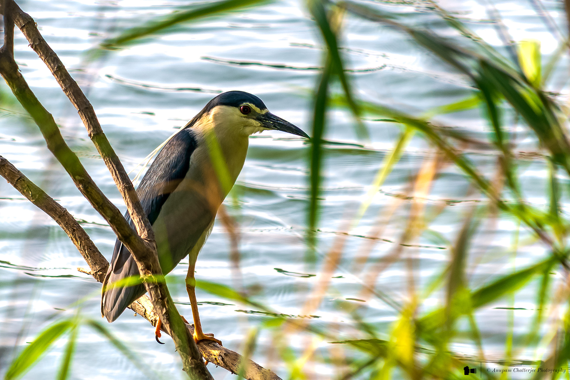 Black-crowned Night Heron