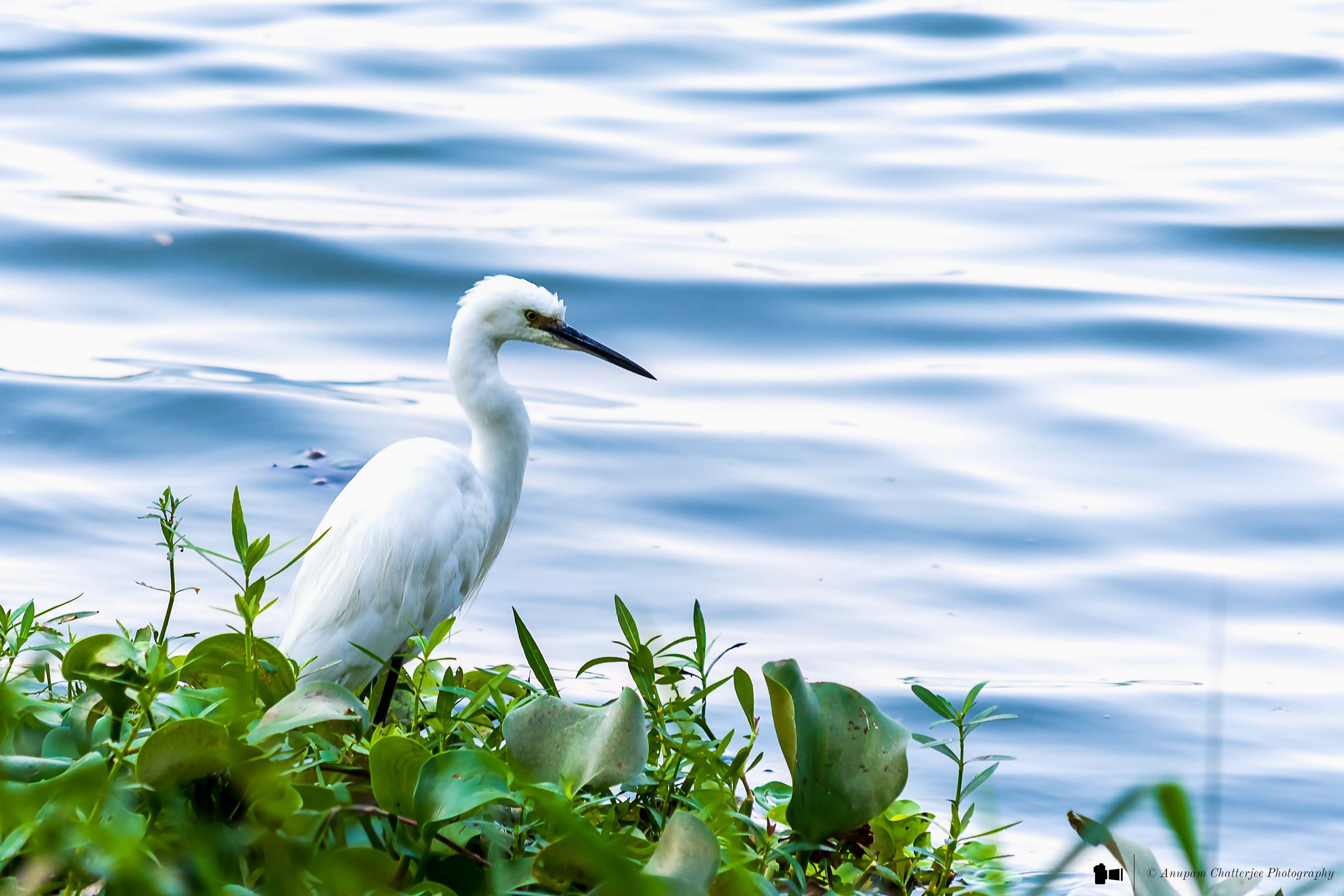 Great Egret