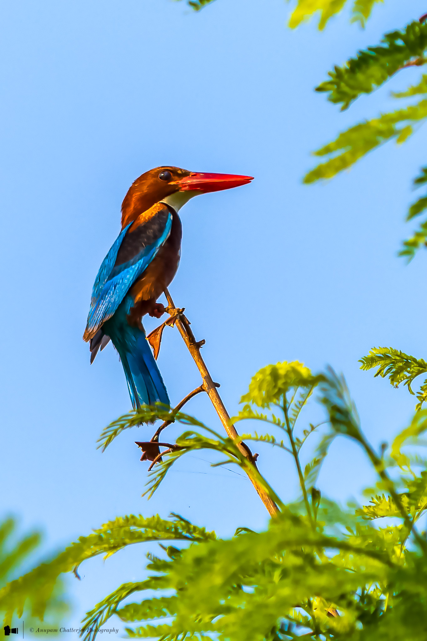 White Throated Kingfisher