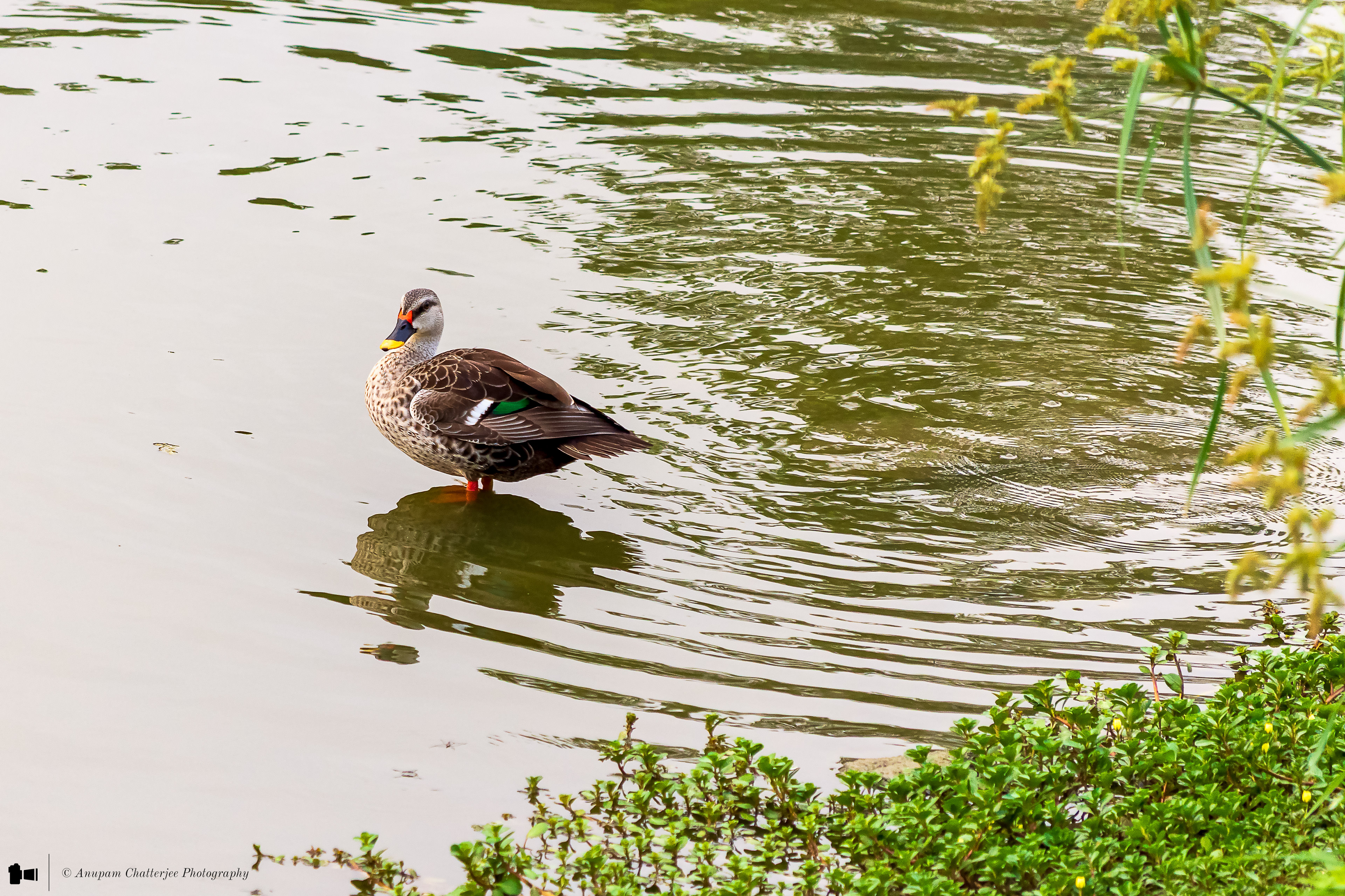 Indian Spot-Billed Duck