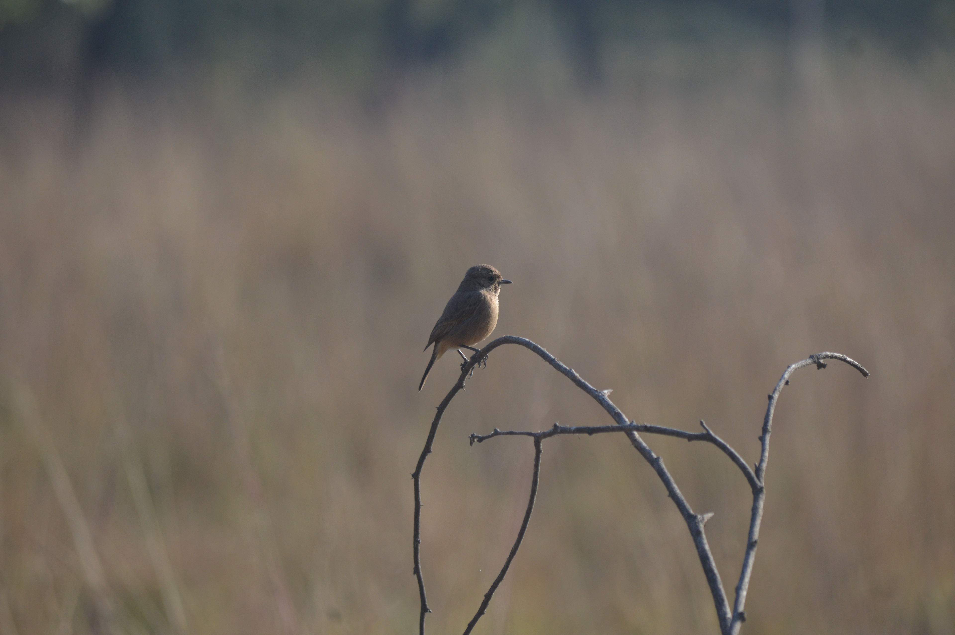 Common Redstart